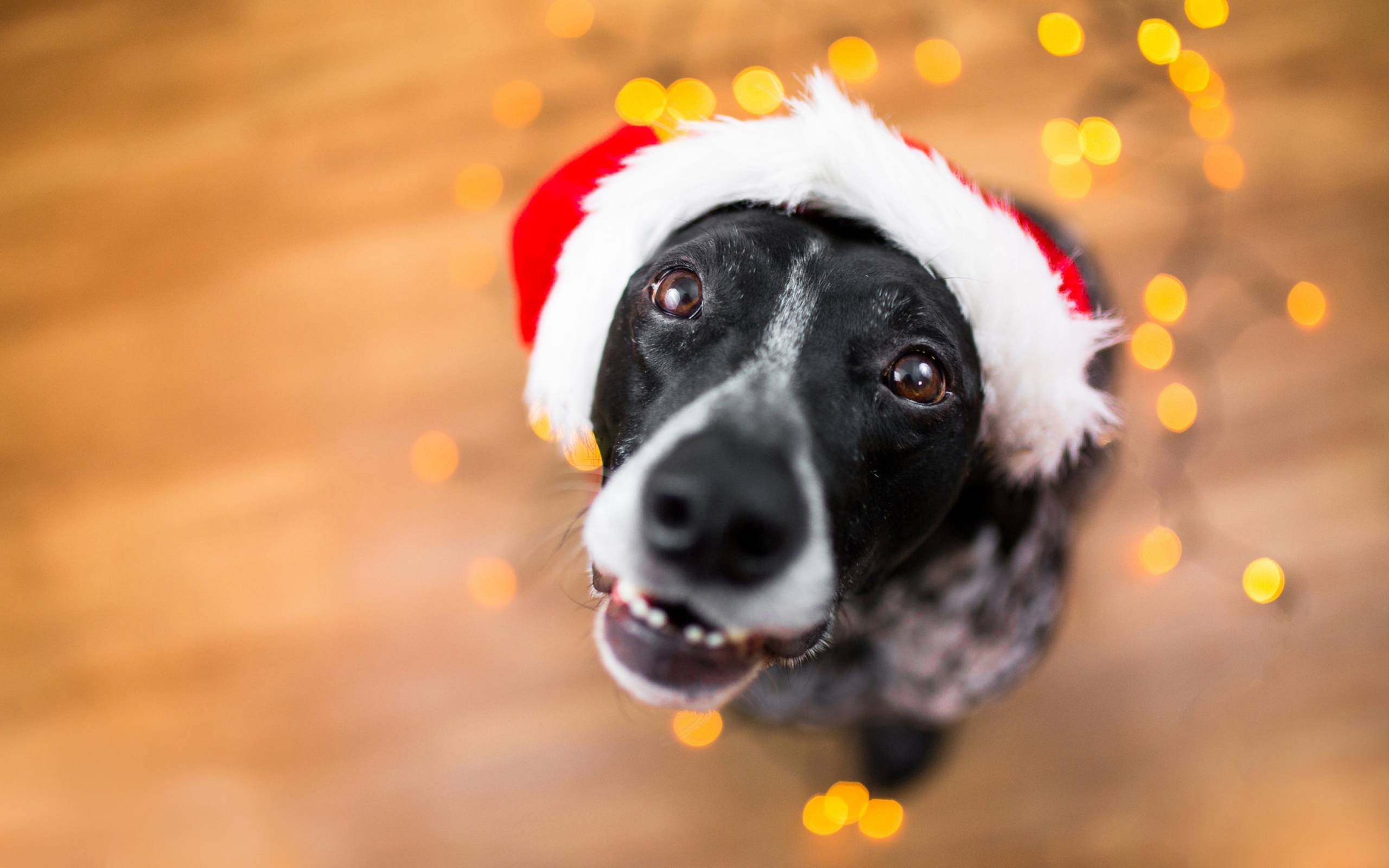 Морда пса в новогодней шапке