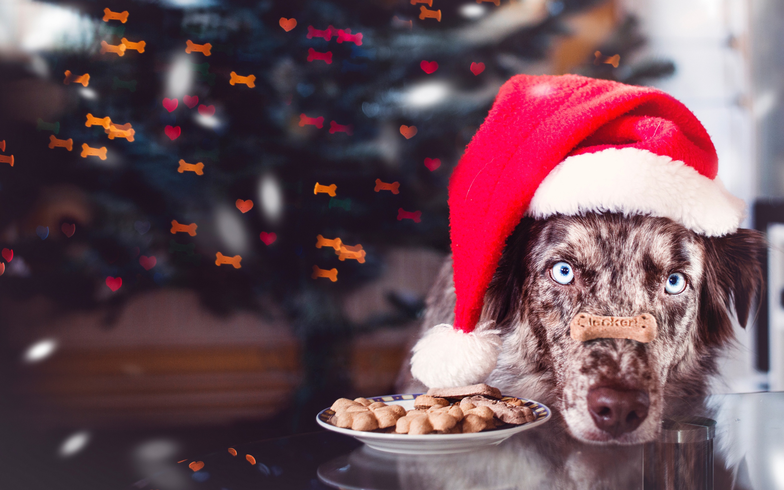 Собака в красной новогодней шапке с печеньем 
