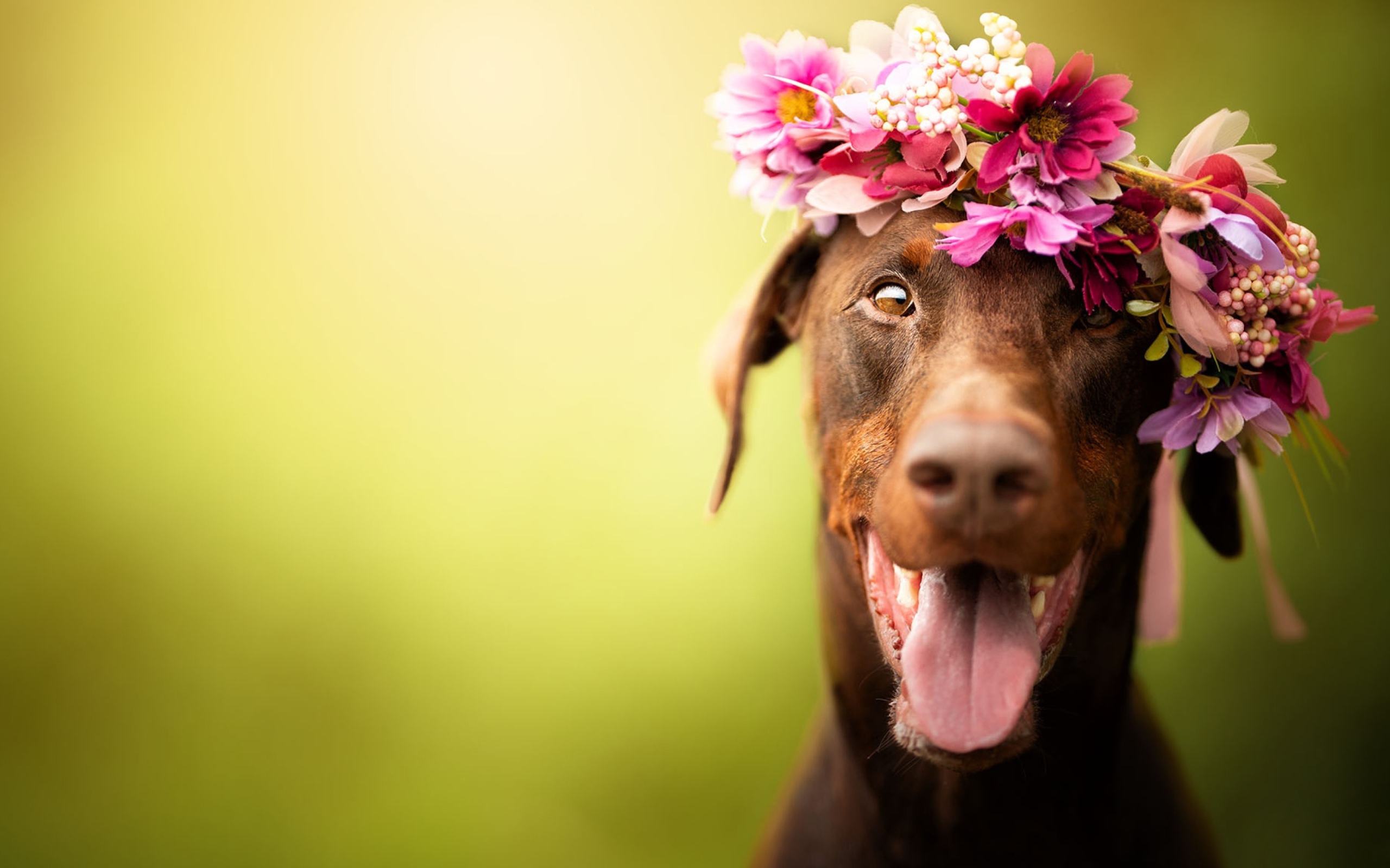 Собака с открытой пастью с венком на голове 