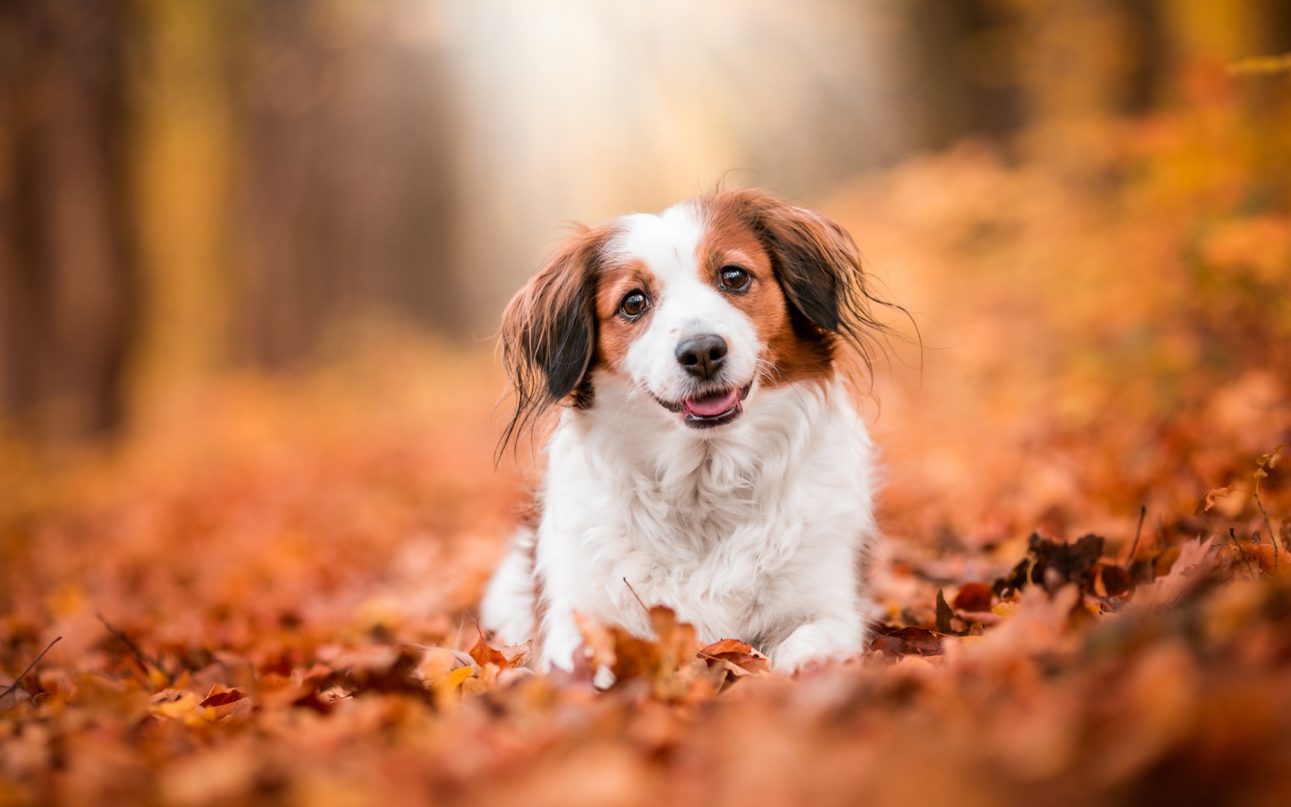 Собака с высунутым языком сидит на сухих листьях 