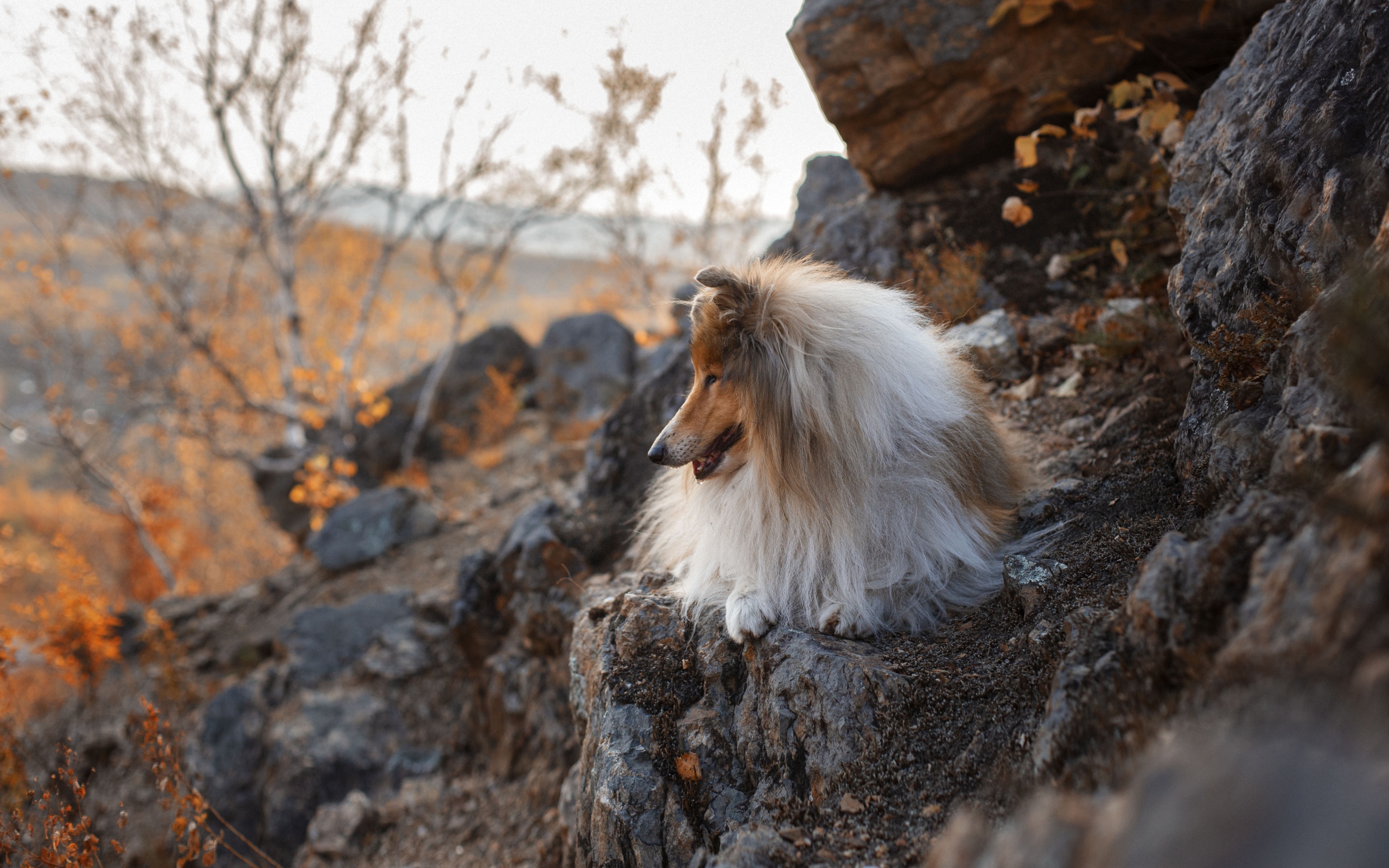 Пушистая собака лежит на камнях 