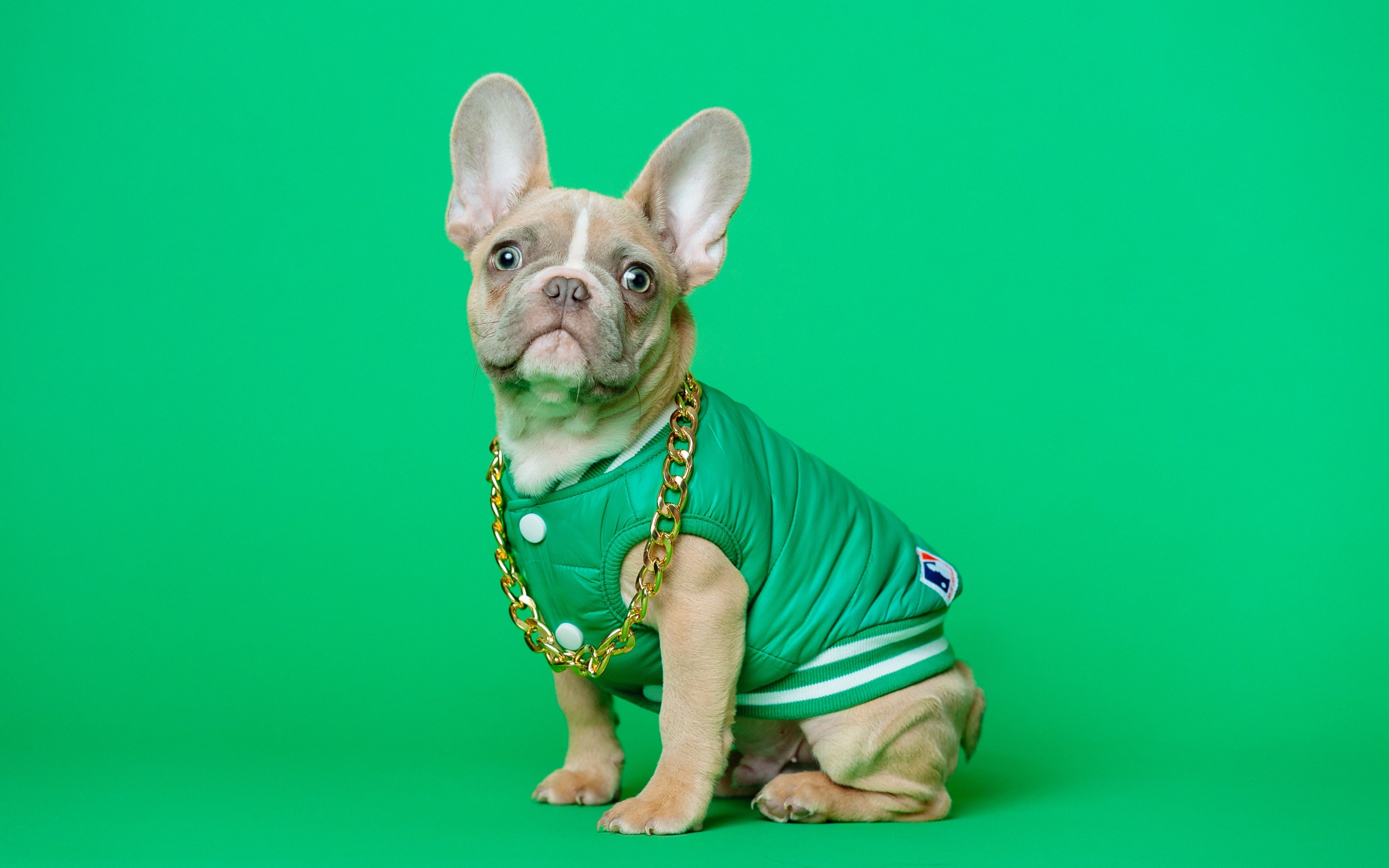 Французский бульдог в костюме с золотой цепью на зеленом фоне