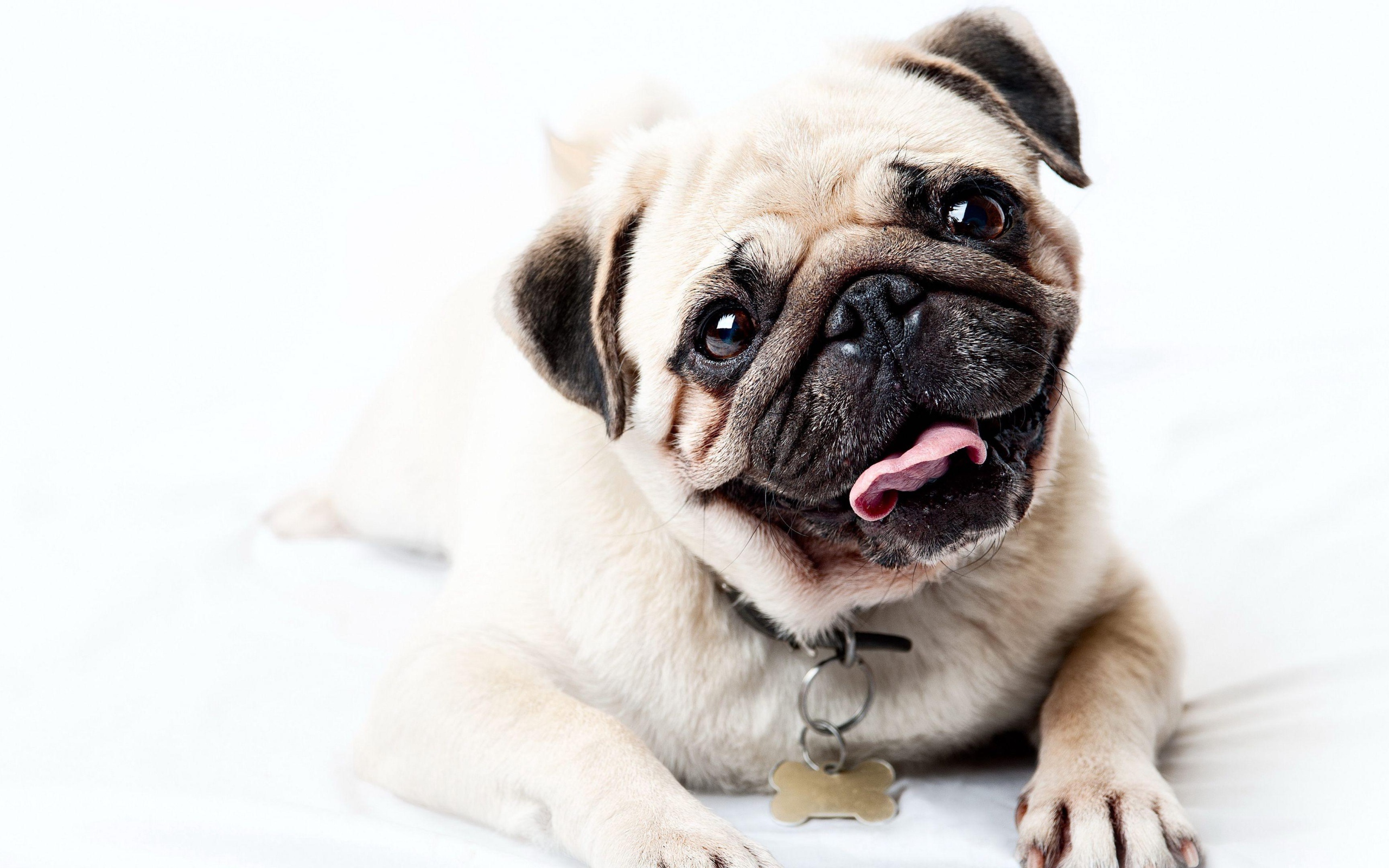 Забавный мопс с высунутым языком на белом фоне 