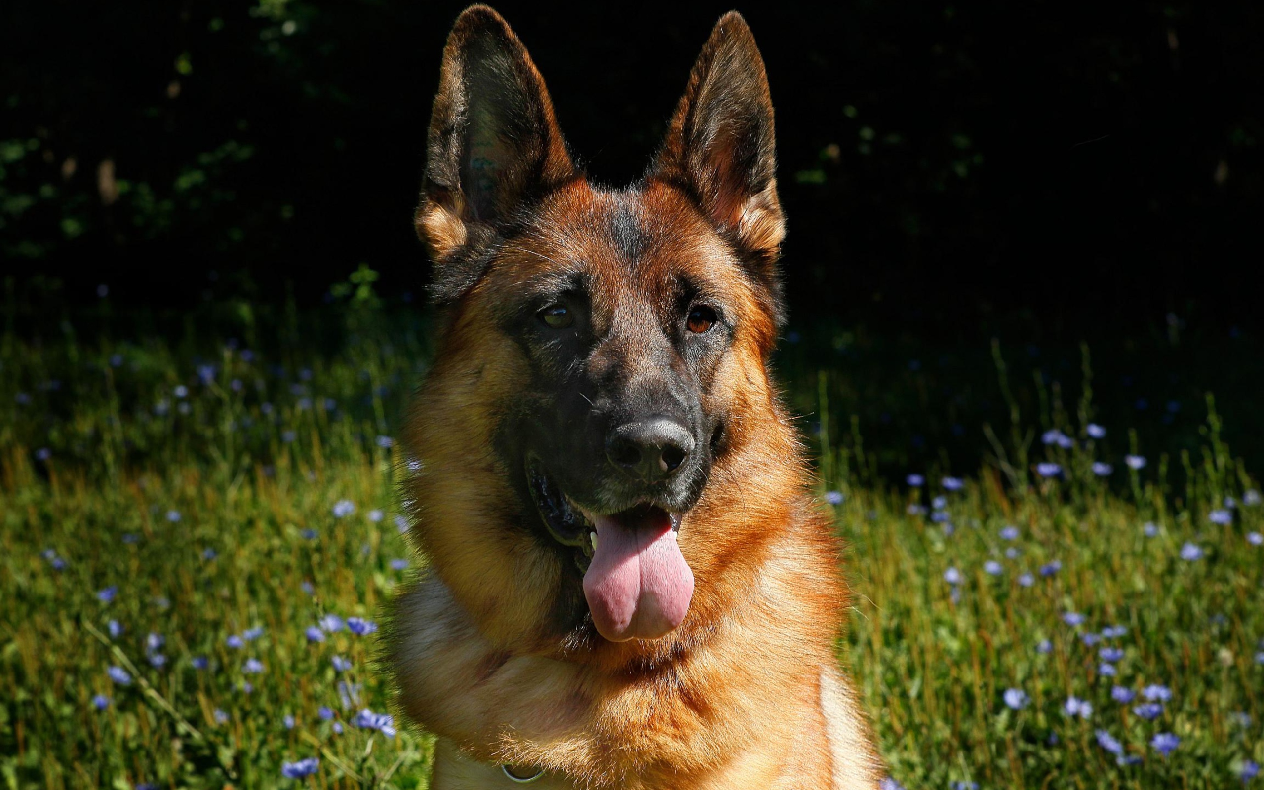 Немецкая овчарка с высунутым языком на зеленой траве