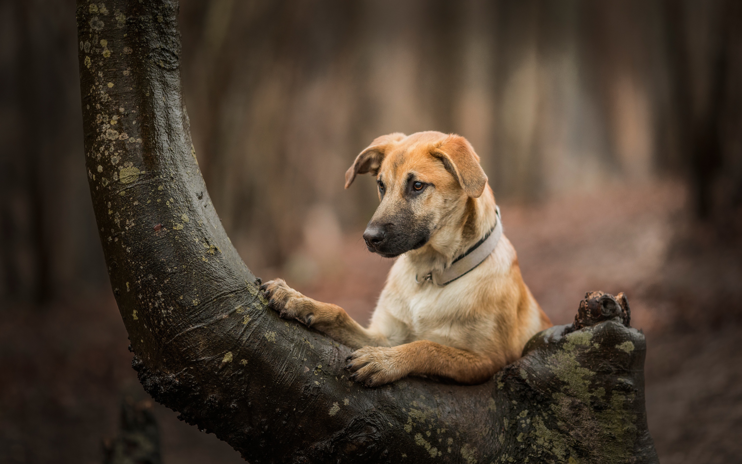 Ginger dog on a tree in the forest