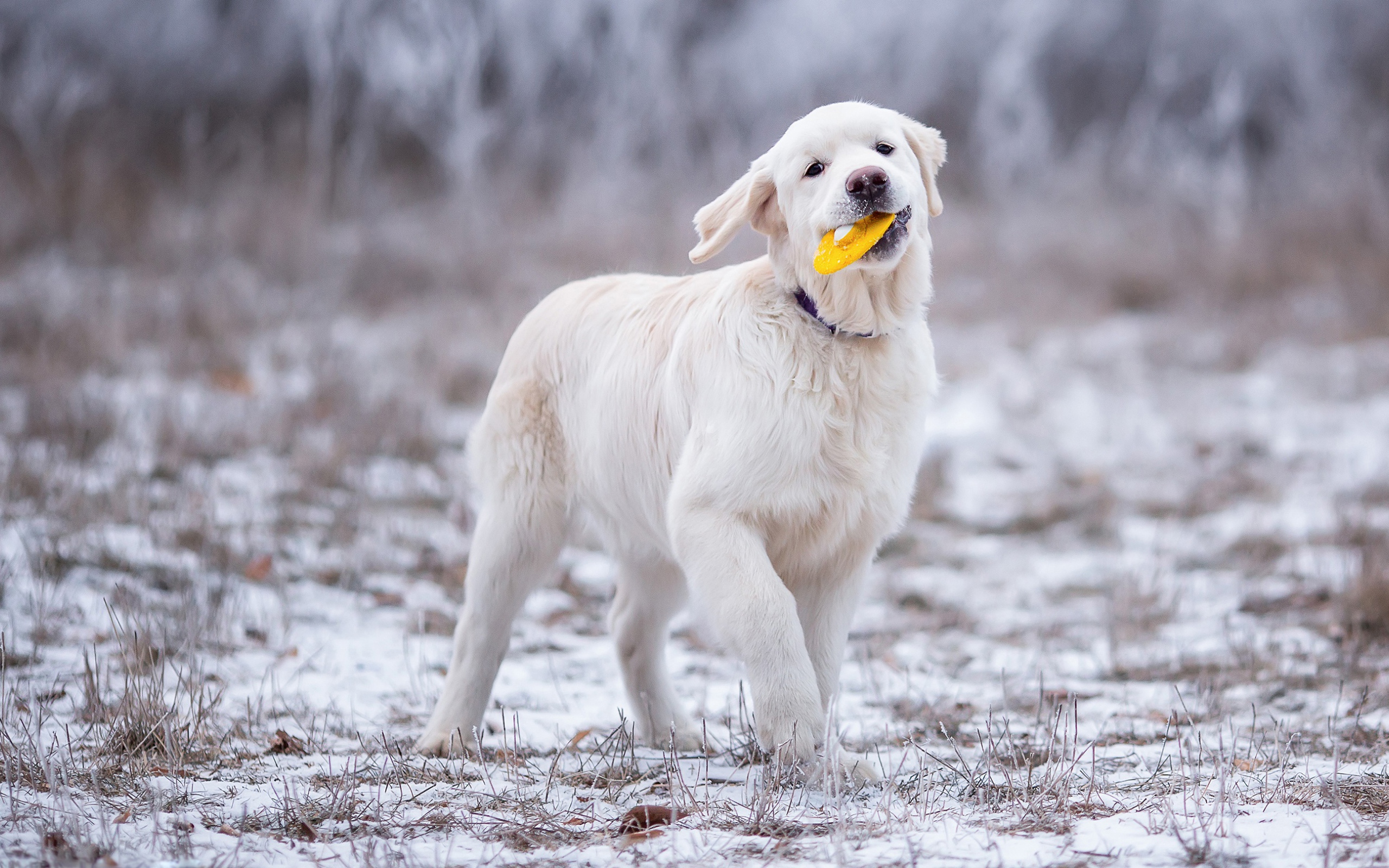 Золотистый ретривер играет играет на траве зимой