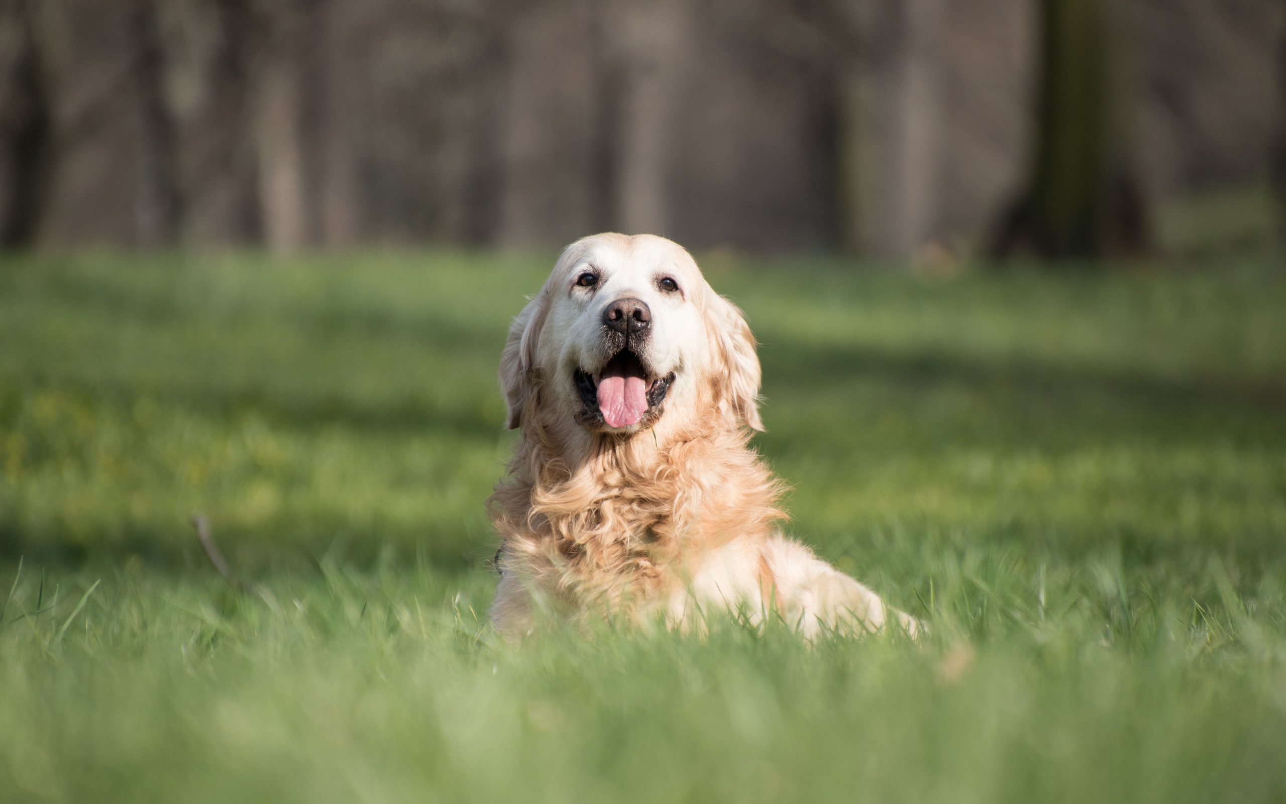 Золотистый ретривер с высунутым языком в зеленой траве