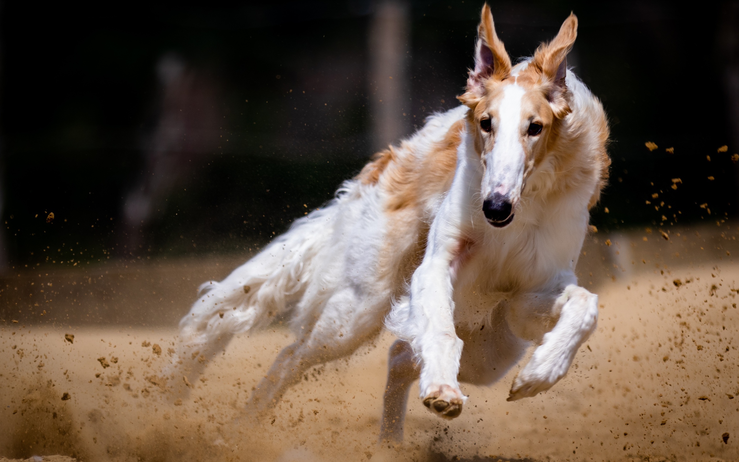 Greyhound dog running on the sand