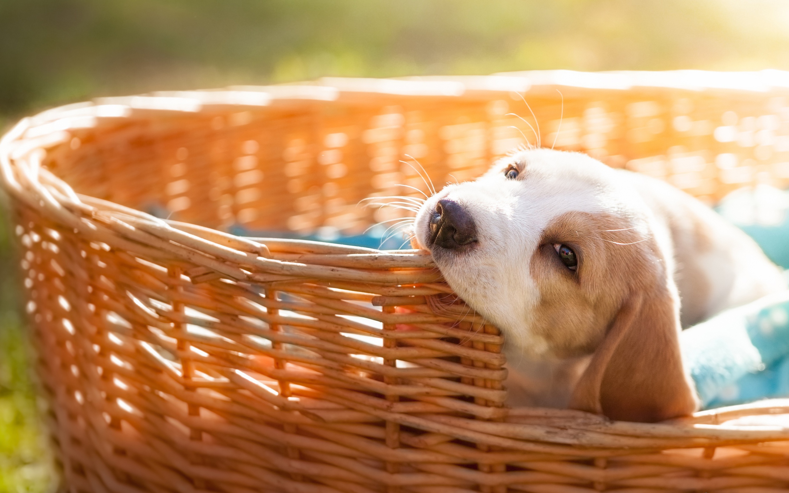 Маленький щенок грызет плетеную корзину