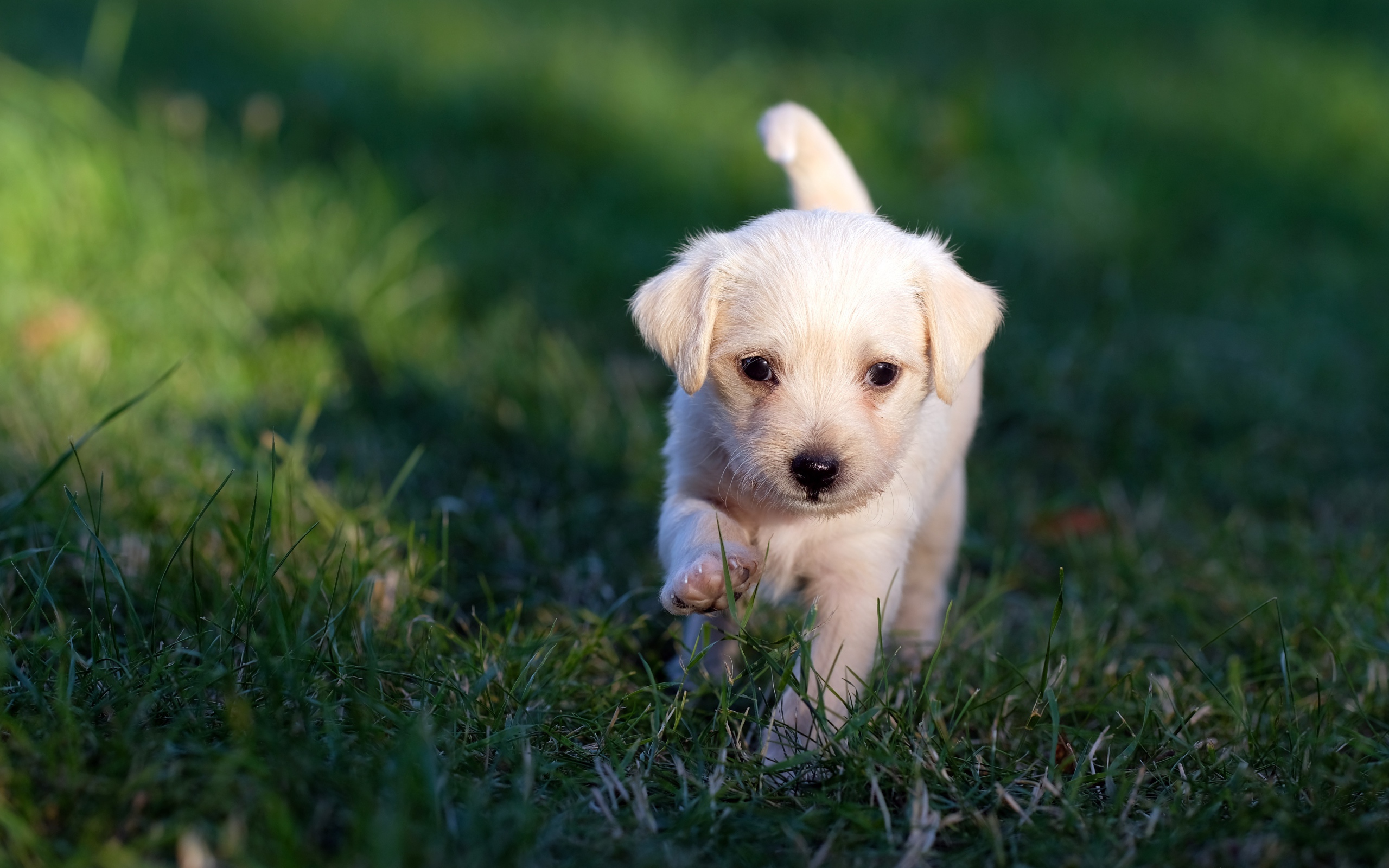 Маленький белый щенок идет по зеленой траве