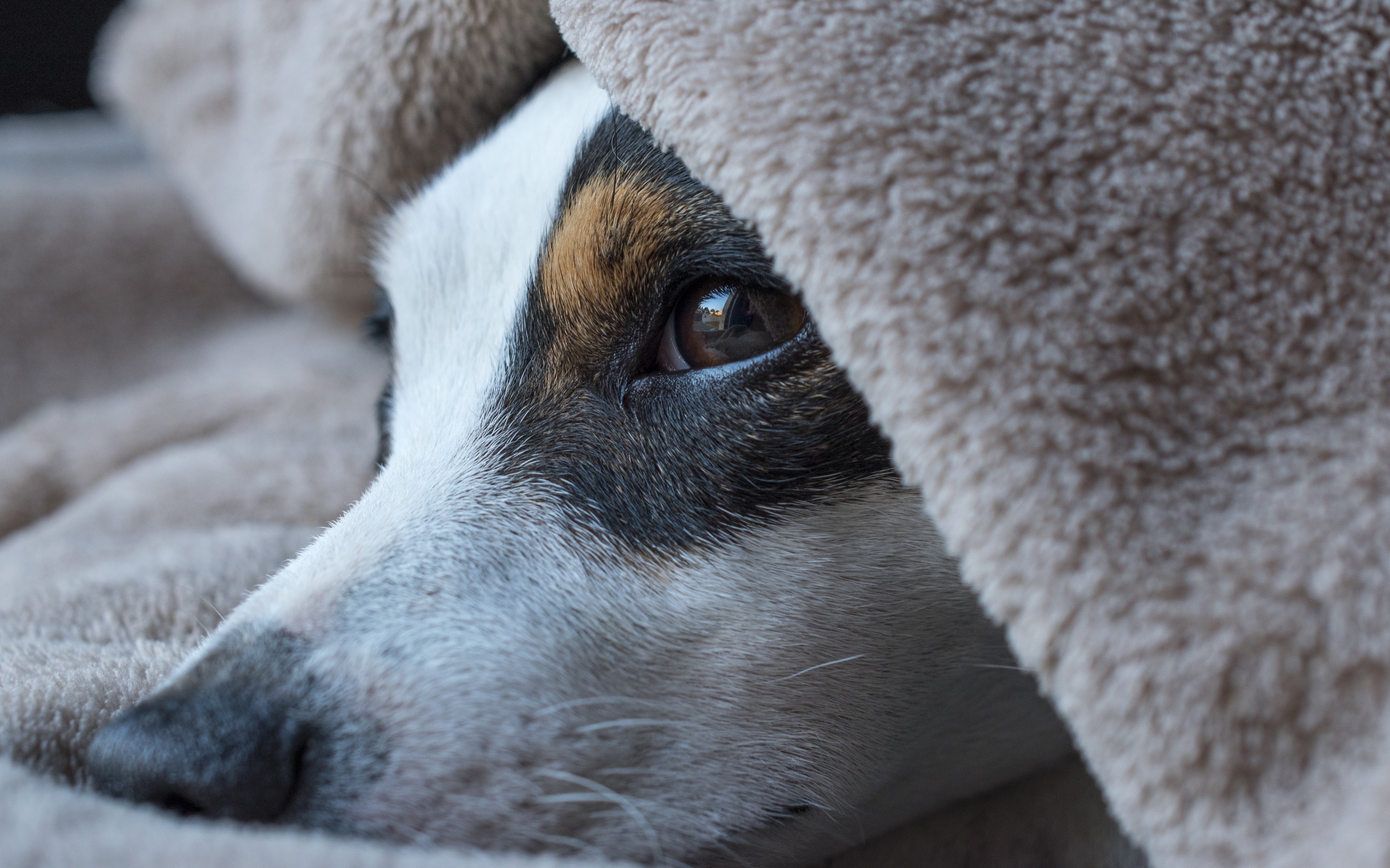 Грустный пес лежит под одеялом 