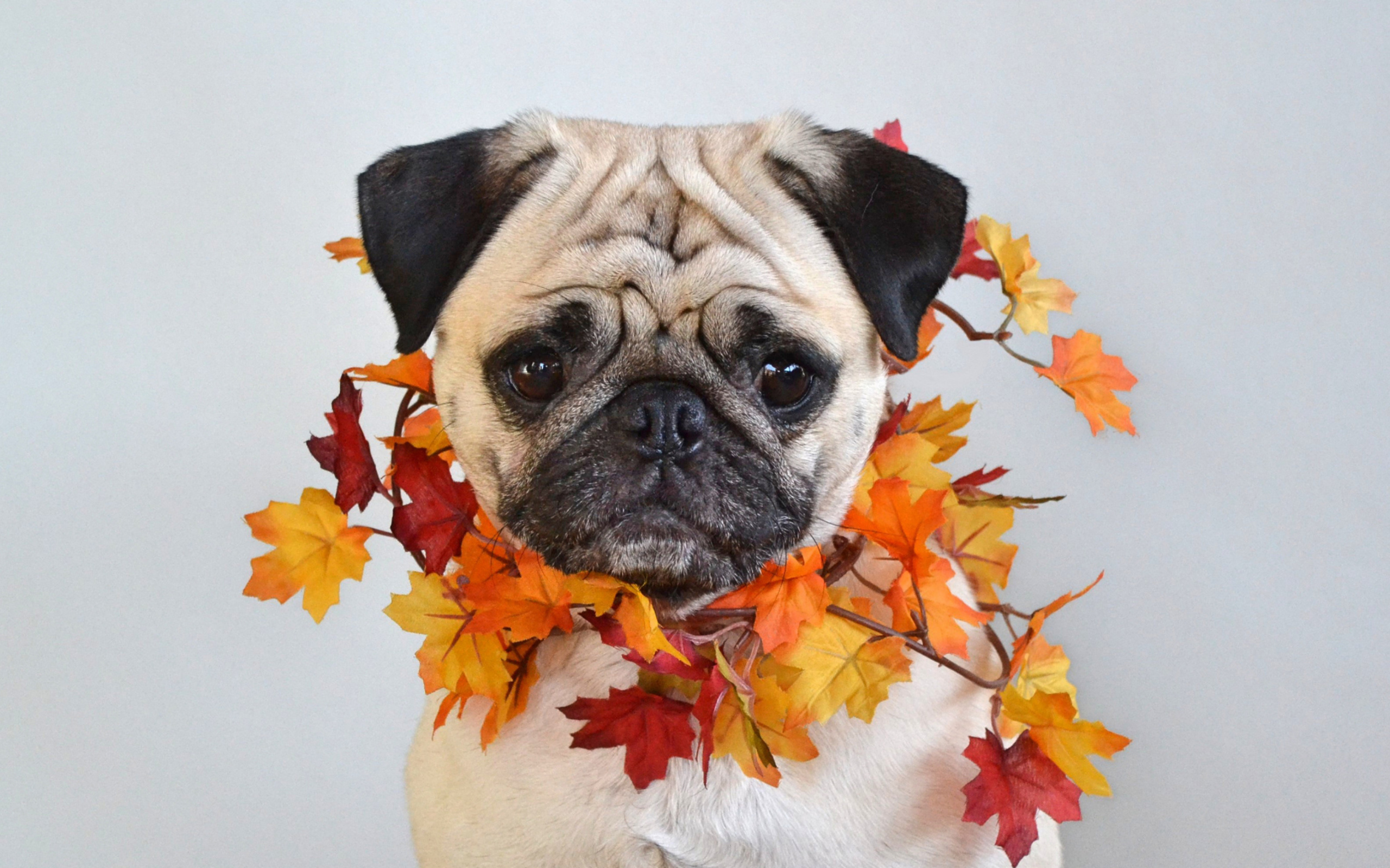 Грустный мопс с листьями на шее на сером фоне