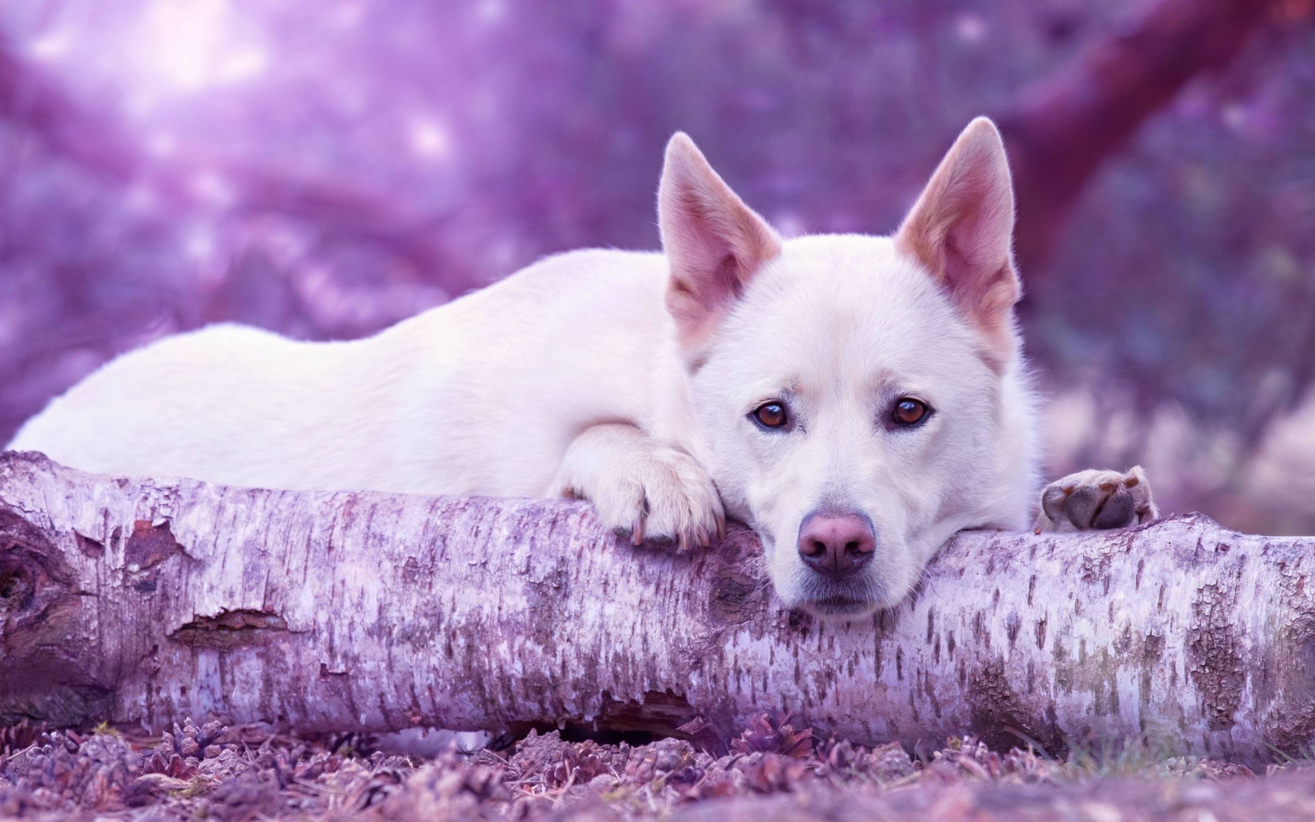 Грустная белая овчарка лежит на сухом дереве 