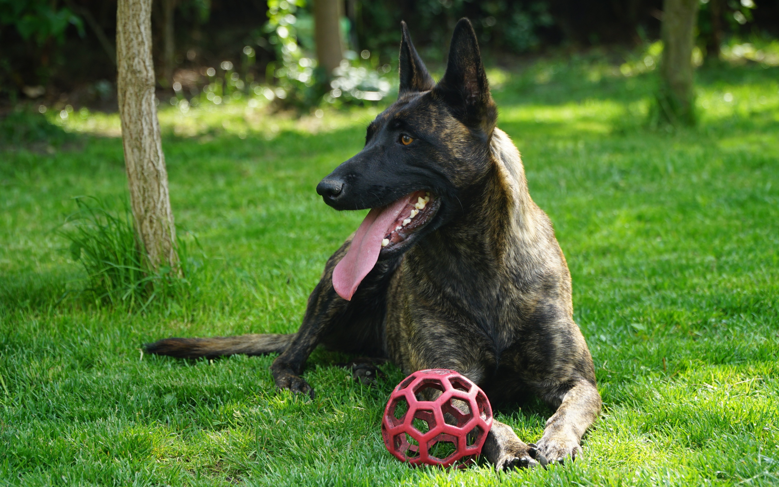 Овчарка с высунутым языком лежит с мячом на зеленой траве