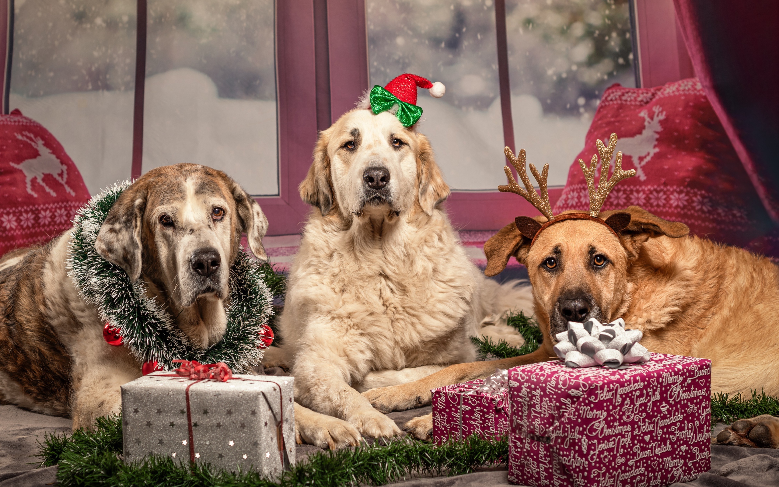 Три большие собаки с подарками на Рождество 