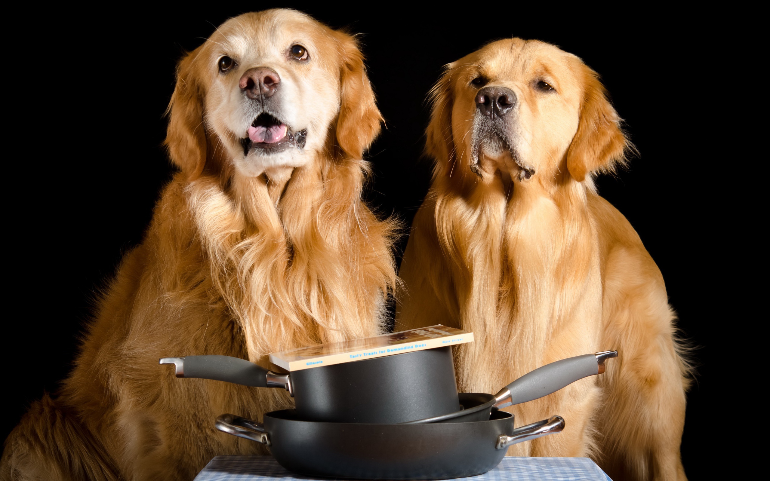 Два золотистых ретривера со сковородками и книгой на черном фоне