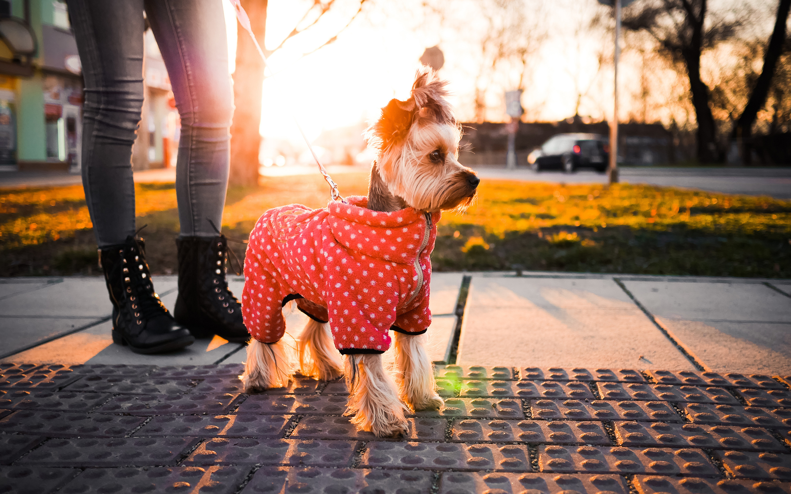 Йоркширский терьер в костюме на прогулке