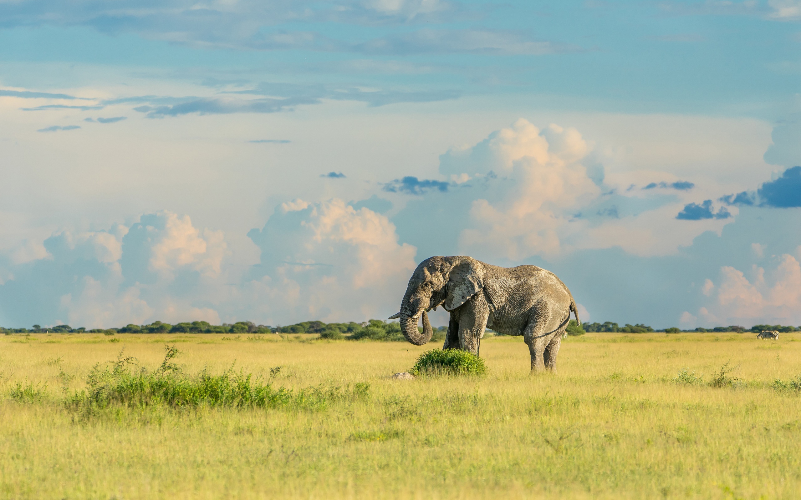 Big gray elephant walks on green grass