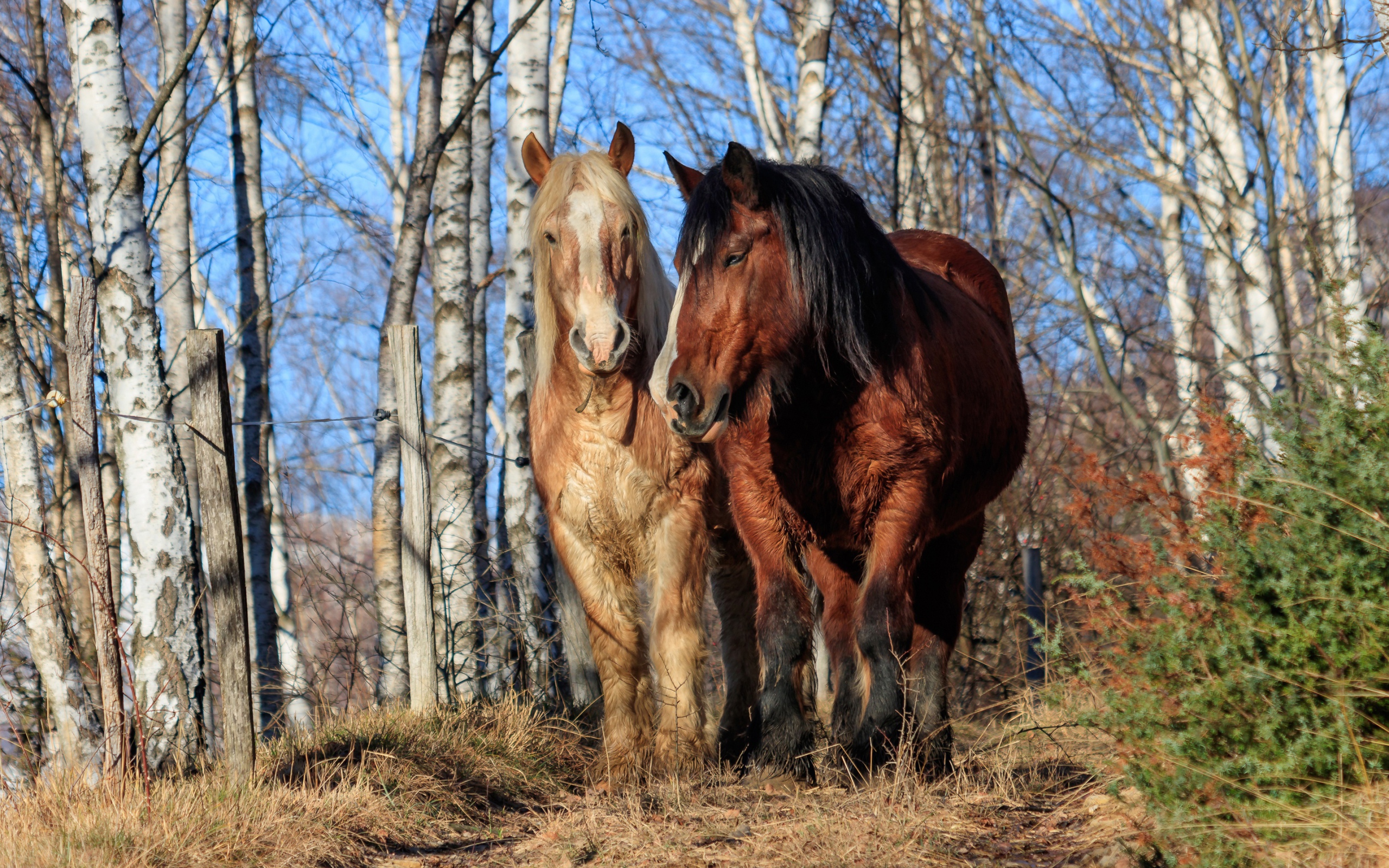 Две красивые лошади идут по березовой роще