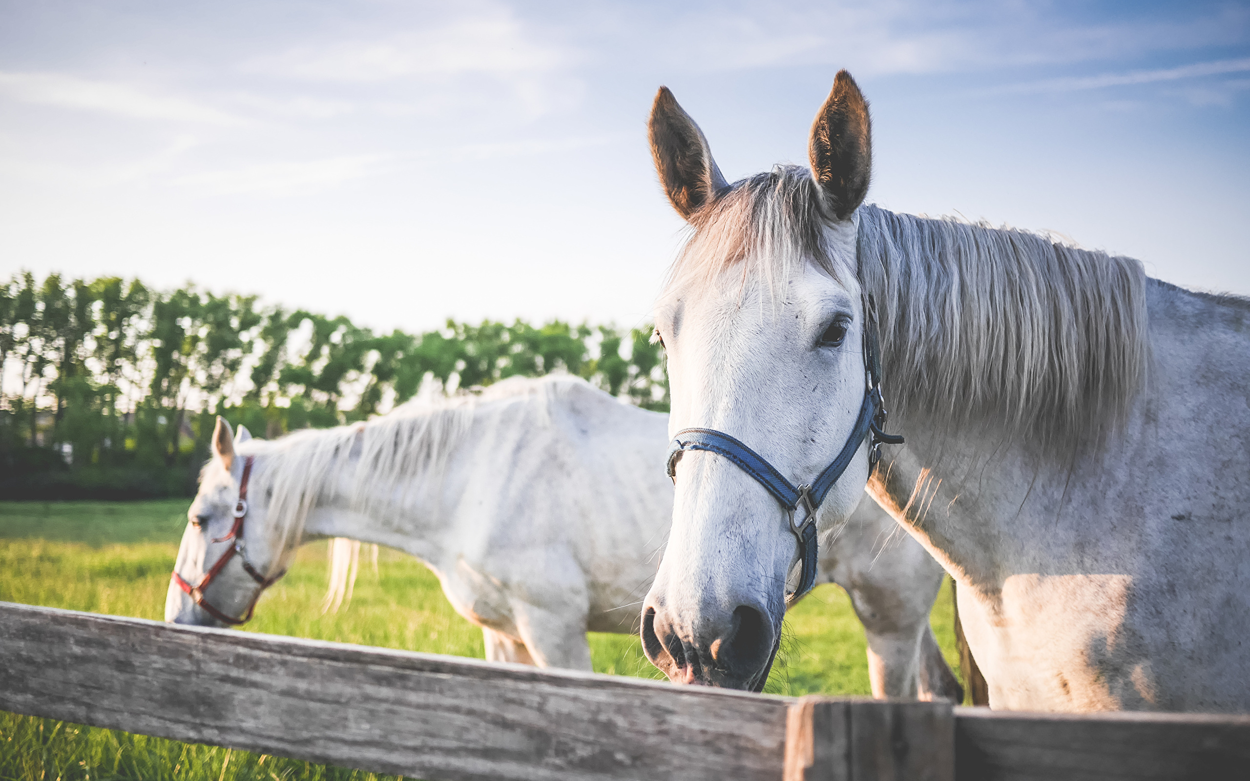 Две белые лошади в лучах солнца на ферме 