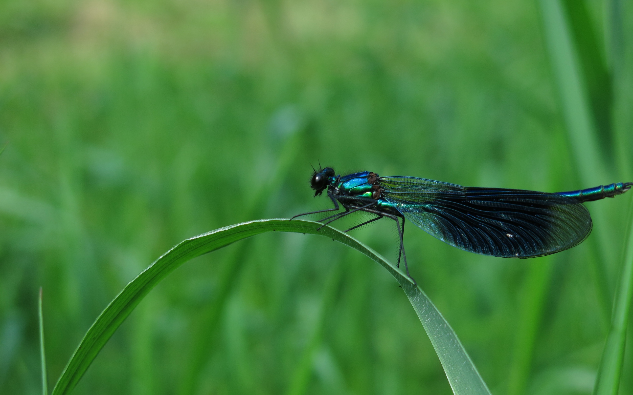 A large black dragonfly sits on the green grass
