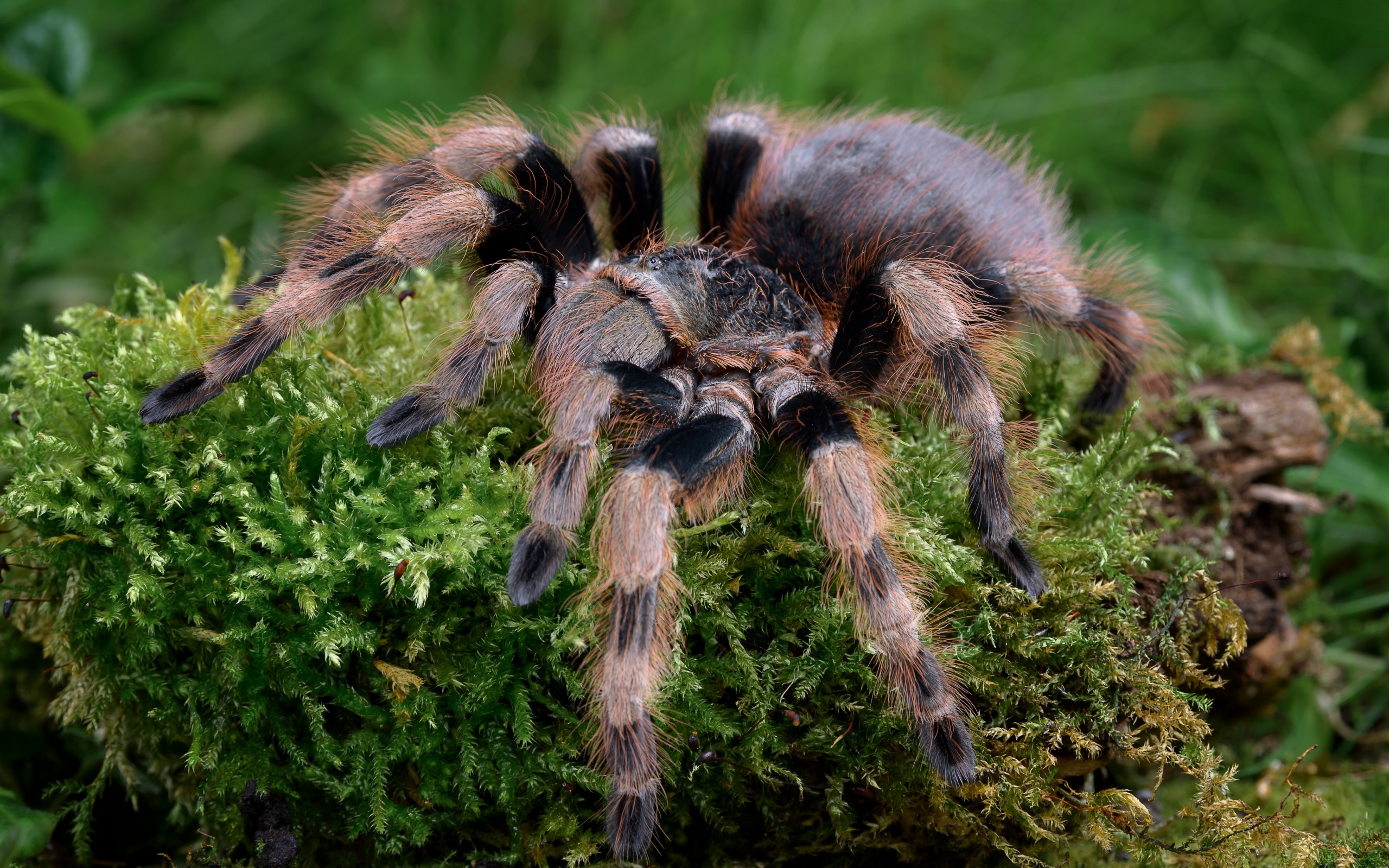 Большой паук тарантул идет по покрытой мхом земле