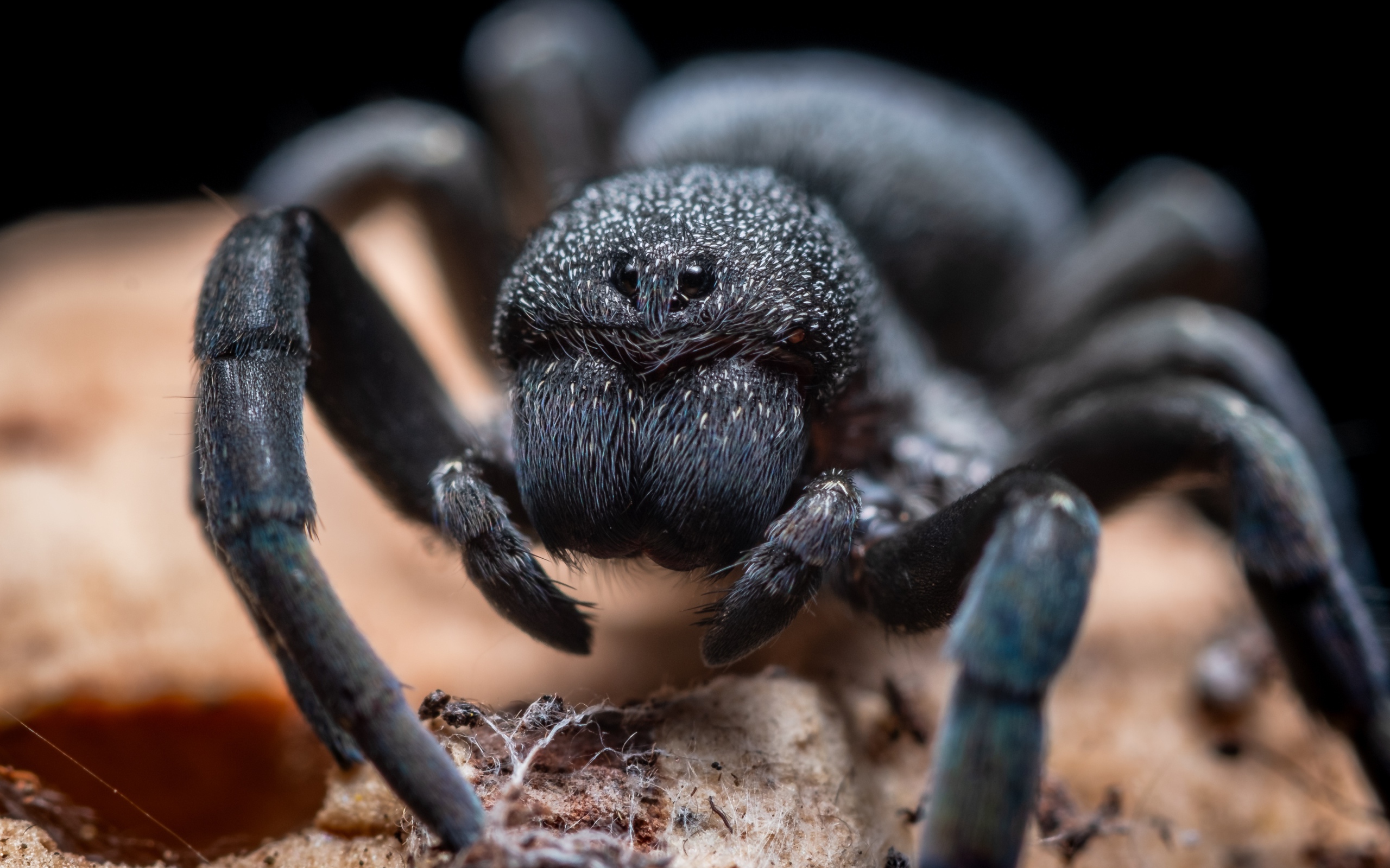 Большой черный опасный тарантул