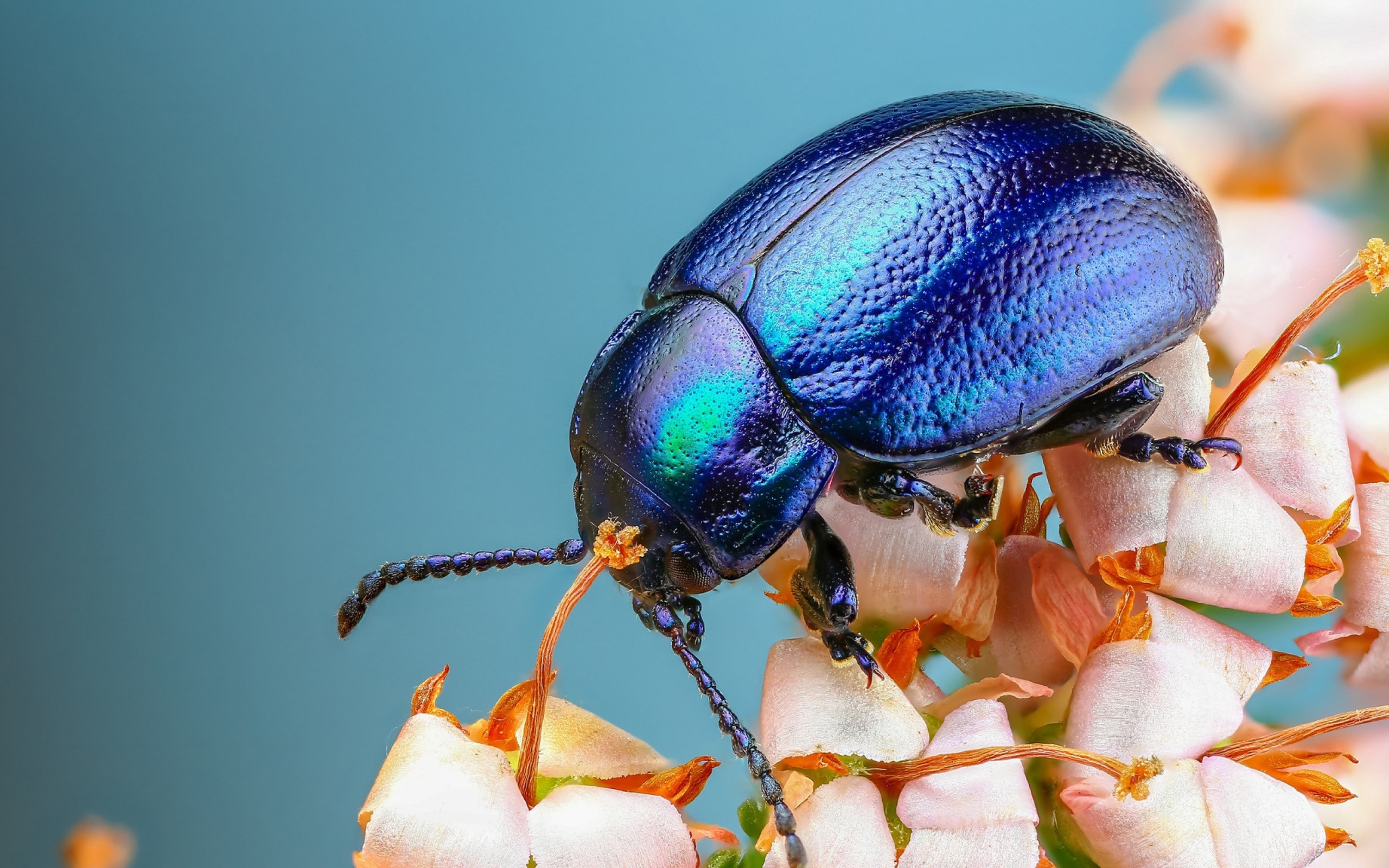 Большой синий жук на цветке 