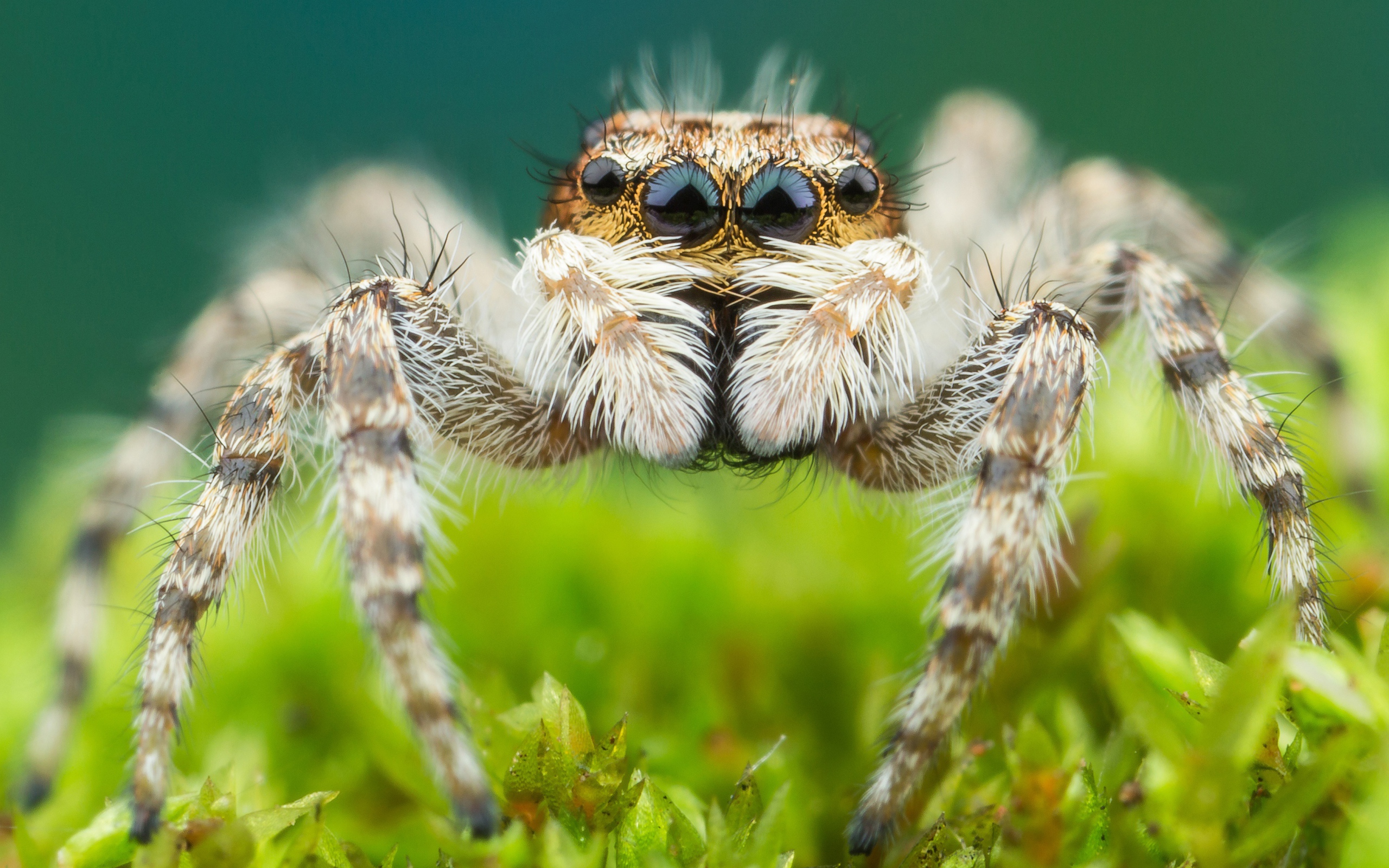 Большой паук крупным планом