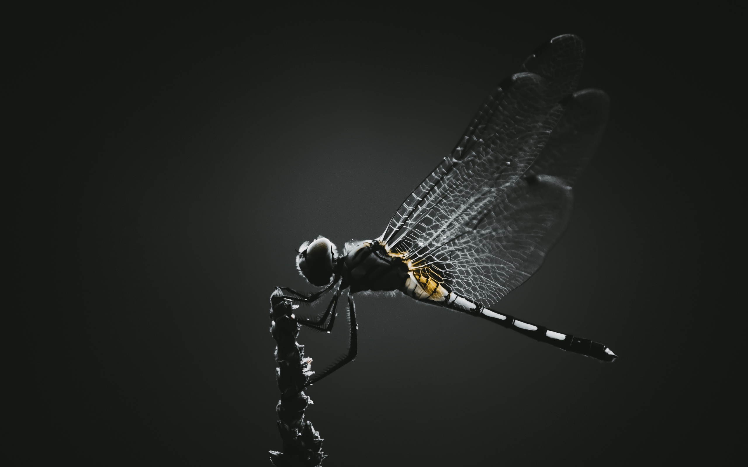 Стрекоза сидит на ветке на черном фоне 