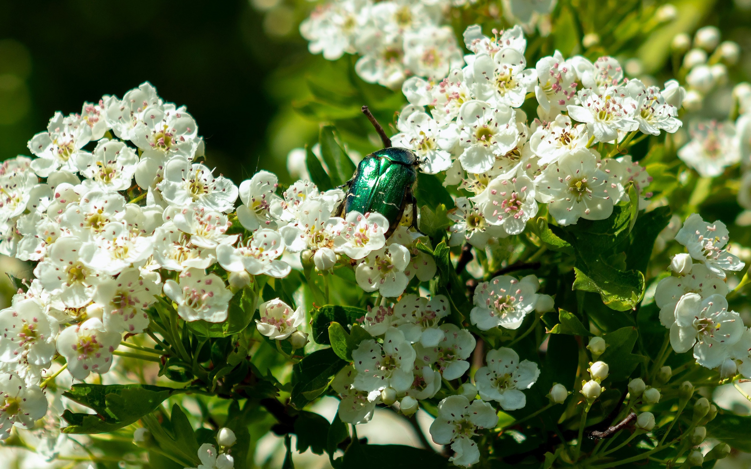 Зеленый жук бронзовка в белых цветах груши весной