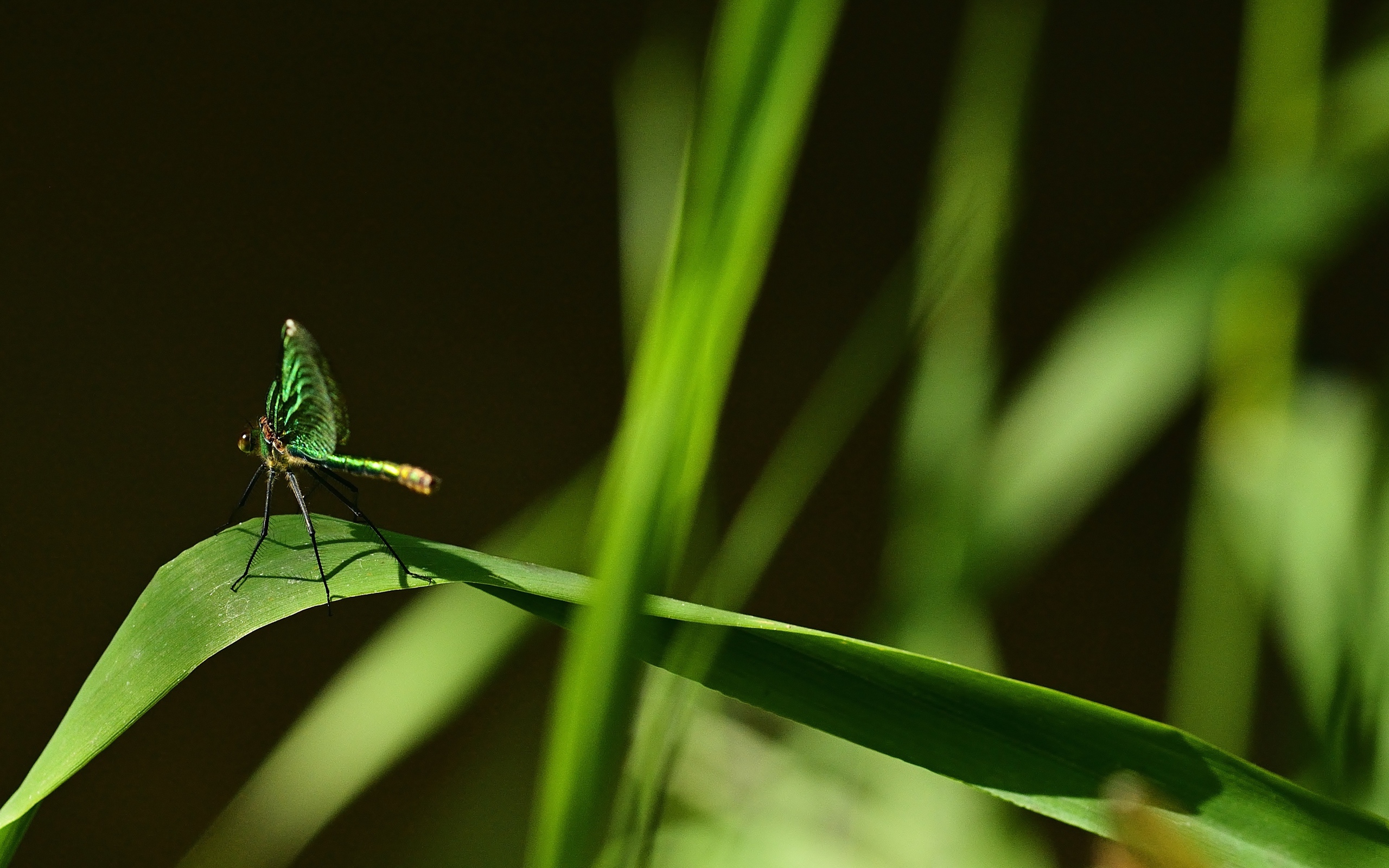 Зеленая стрекоза сидит на траве на черном фоне