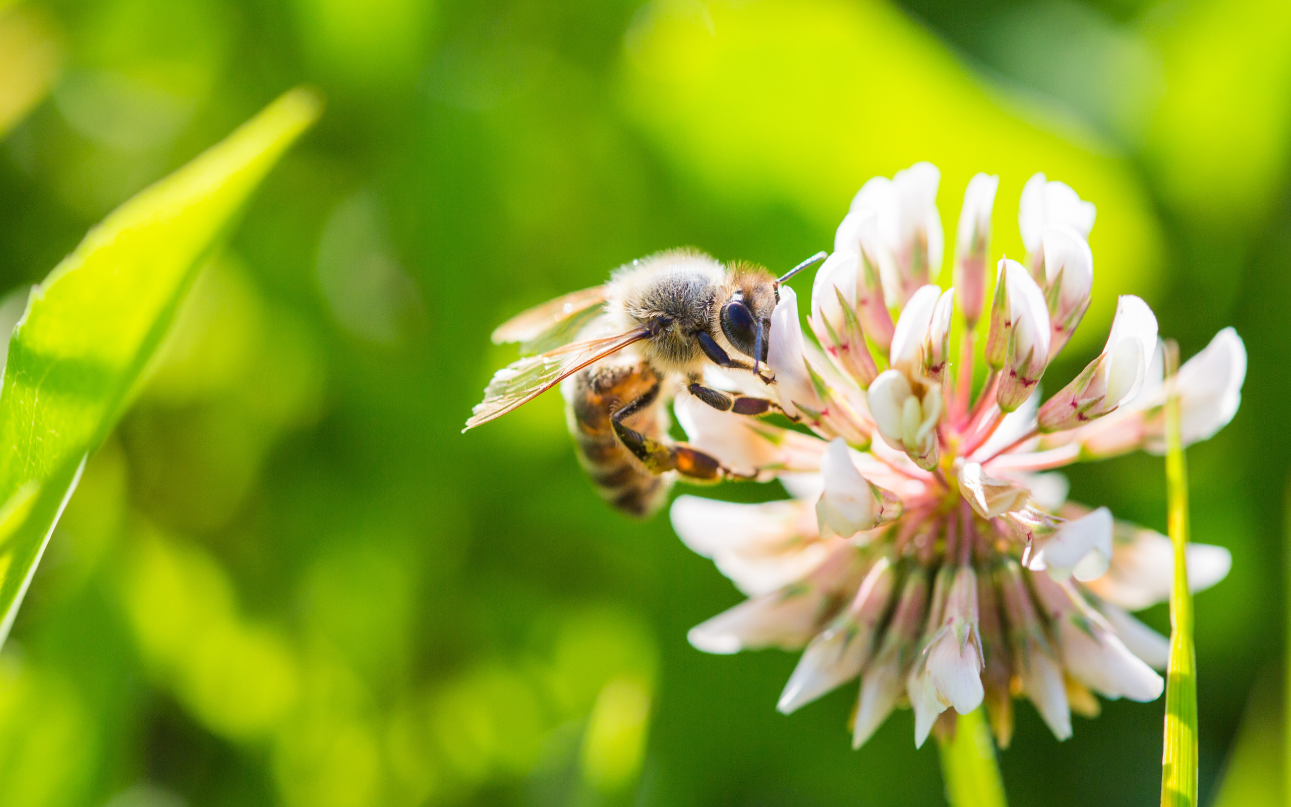 Маленькая пчела сидит на белом цветке клевера 