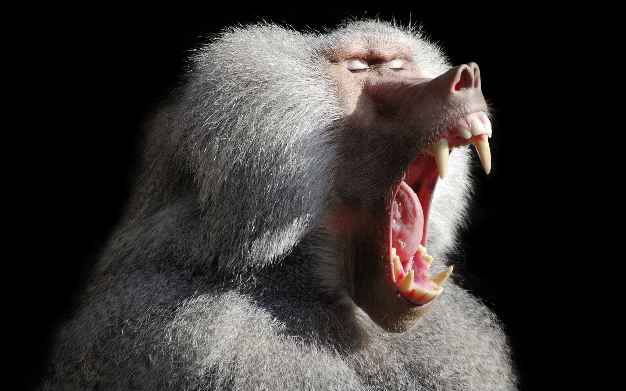 Большой павиан зевает на черном фоне