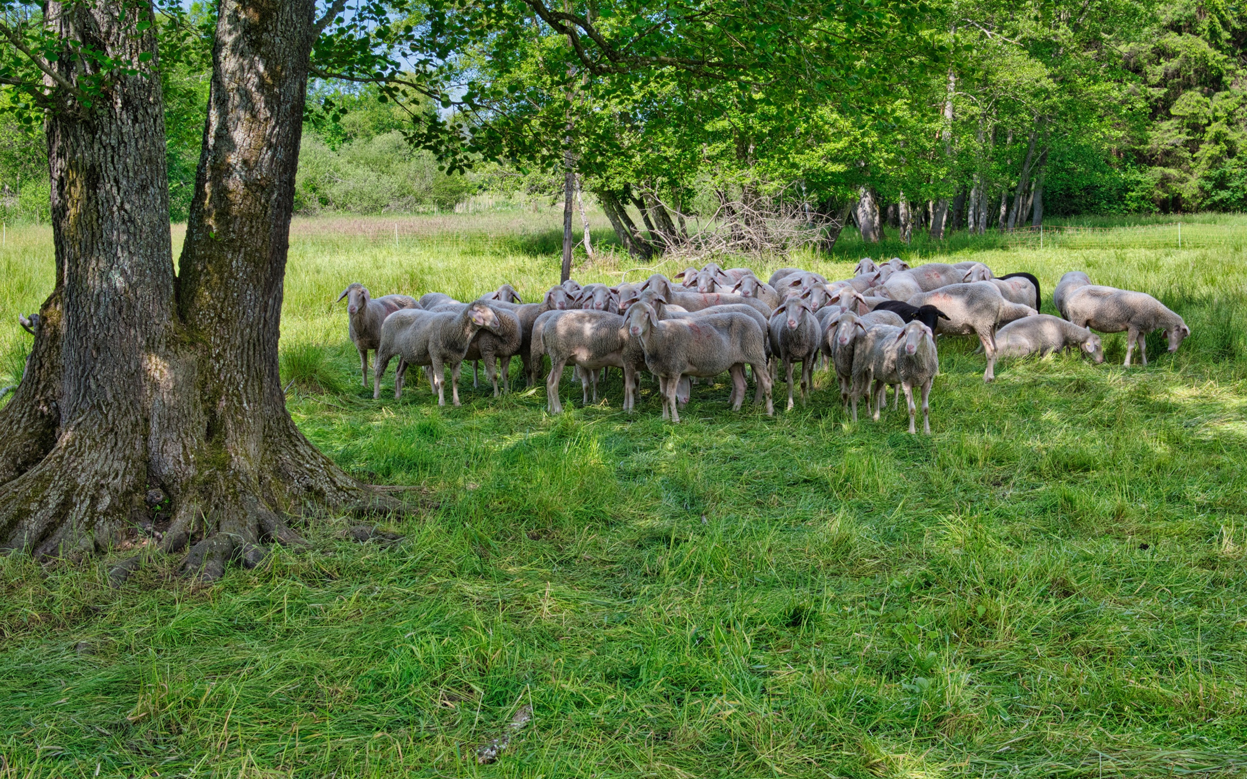 Стадо овец пасется на зеленой траве под деревом