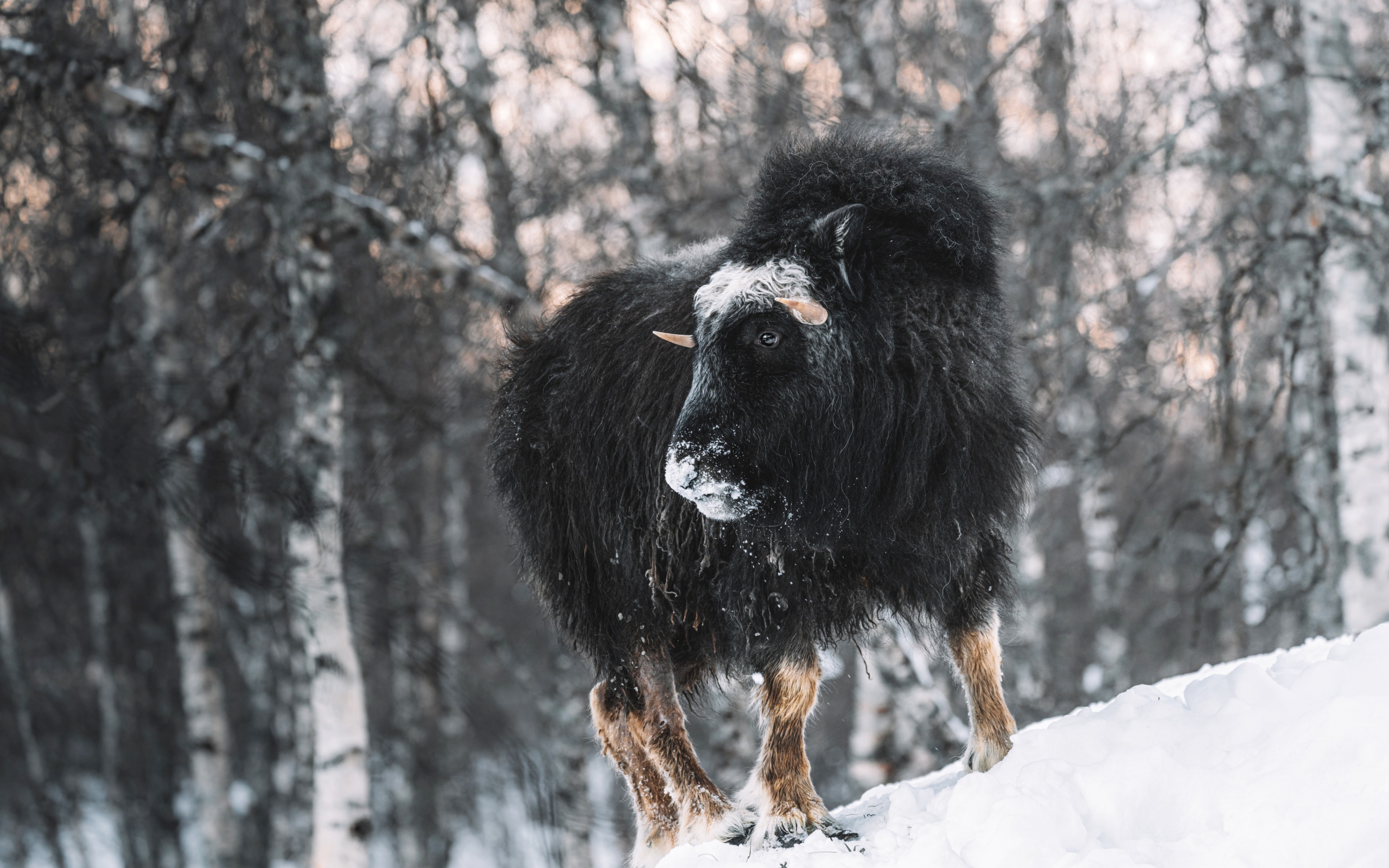 Американский бизон в зимнем лесу 