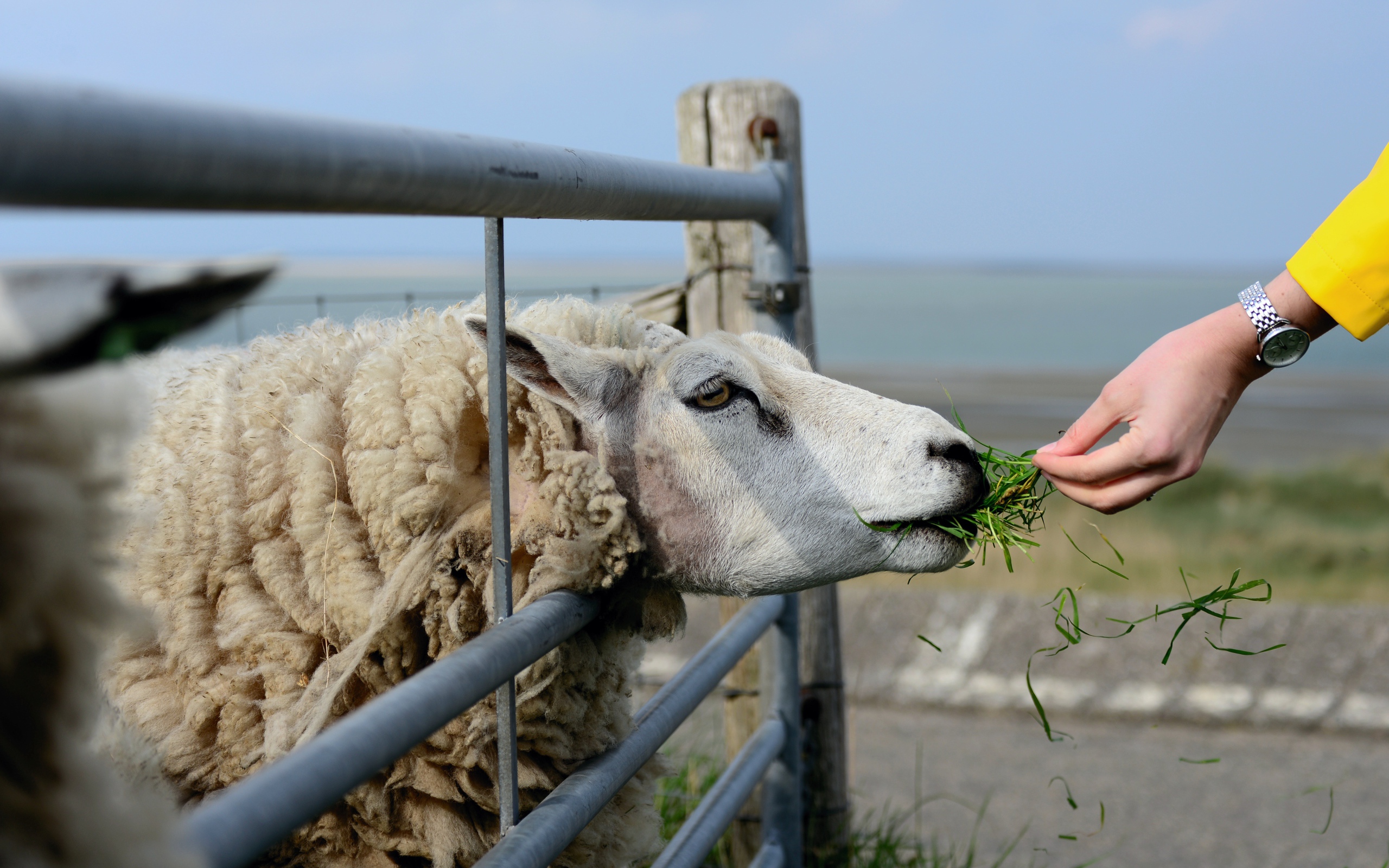 Большая пушистая овца ест траву на ферме 
