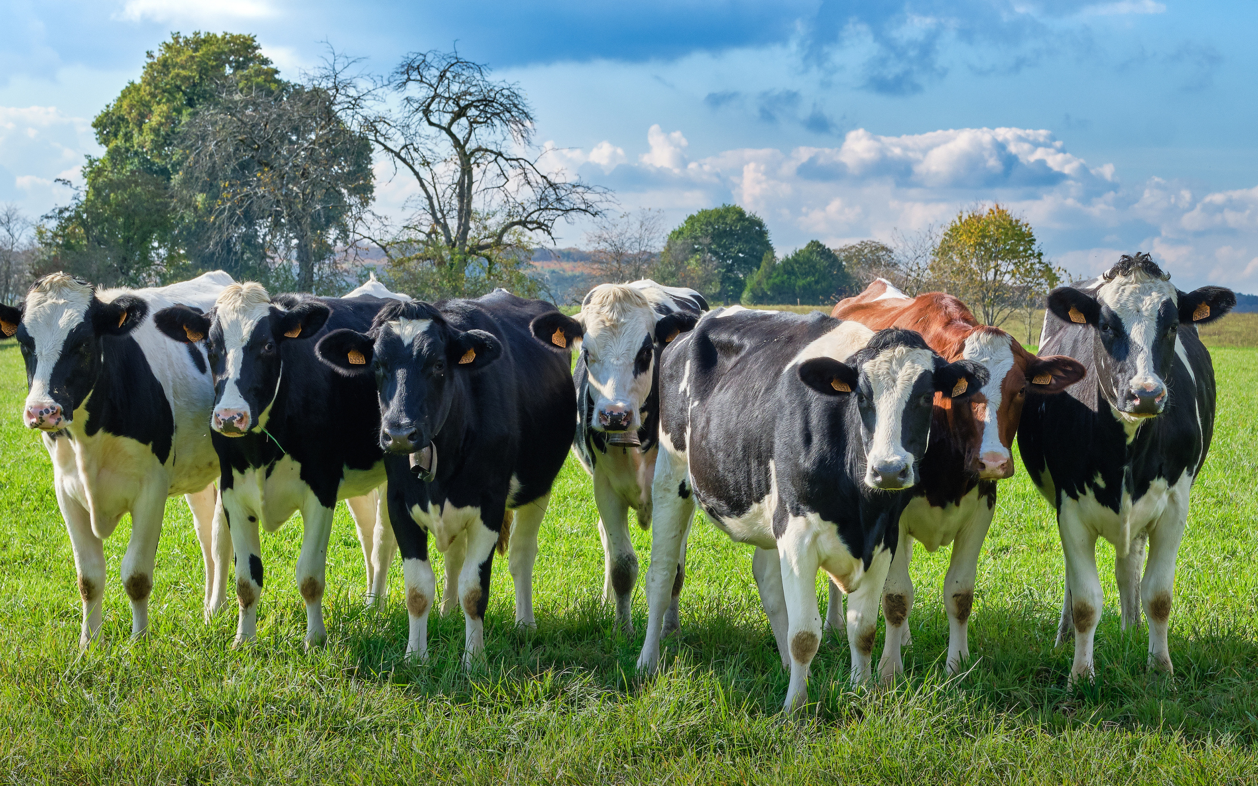 Стадо коров пасется на зеленом лугу 