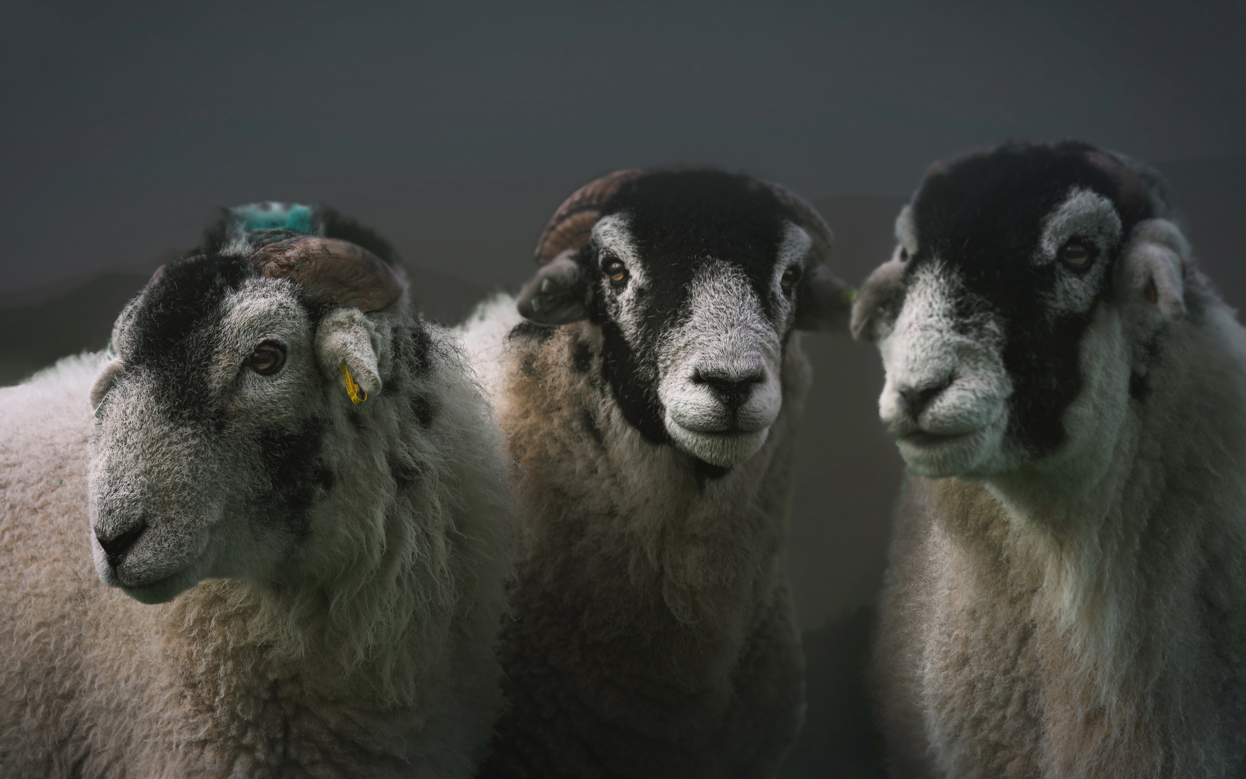Три овцы на сером фоне