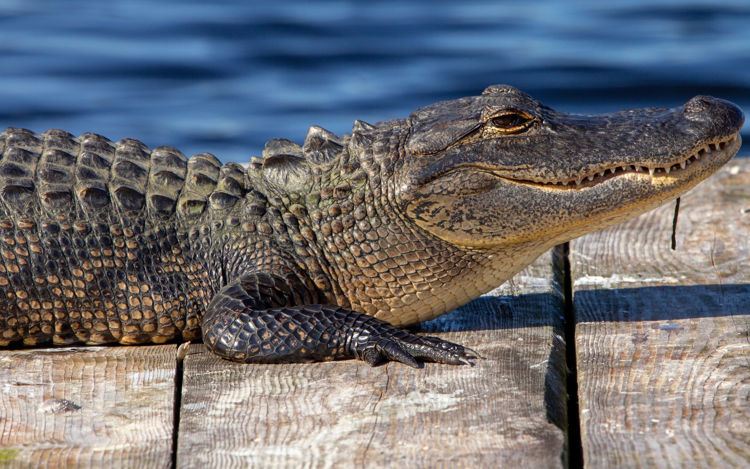 Аллигатор лежит на мосту у воды 