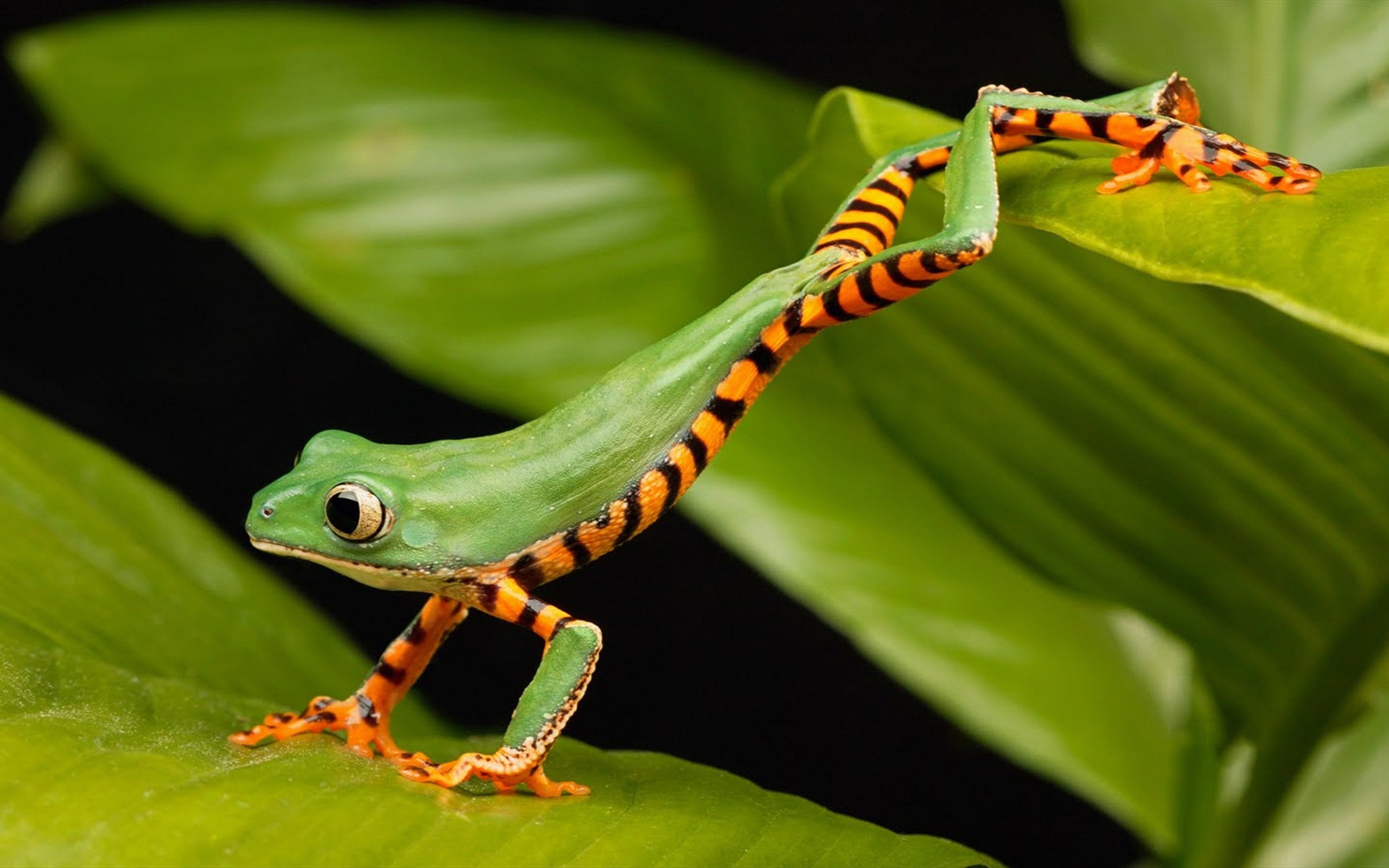 Маленькая зеленая лягушка в зеленых листьях 