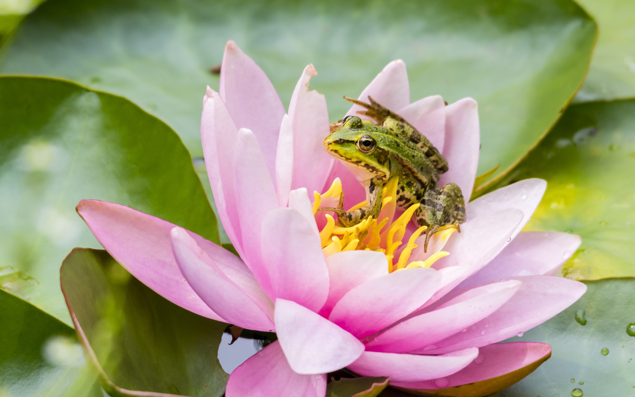 Маленькая зеленая лягушка сидит на розовом цветке лотоса 