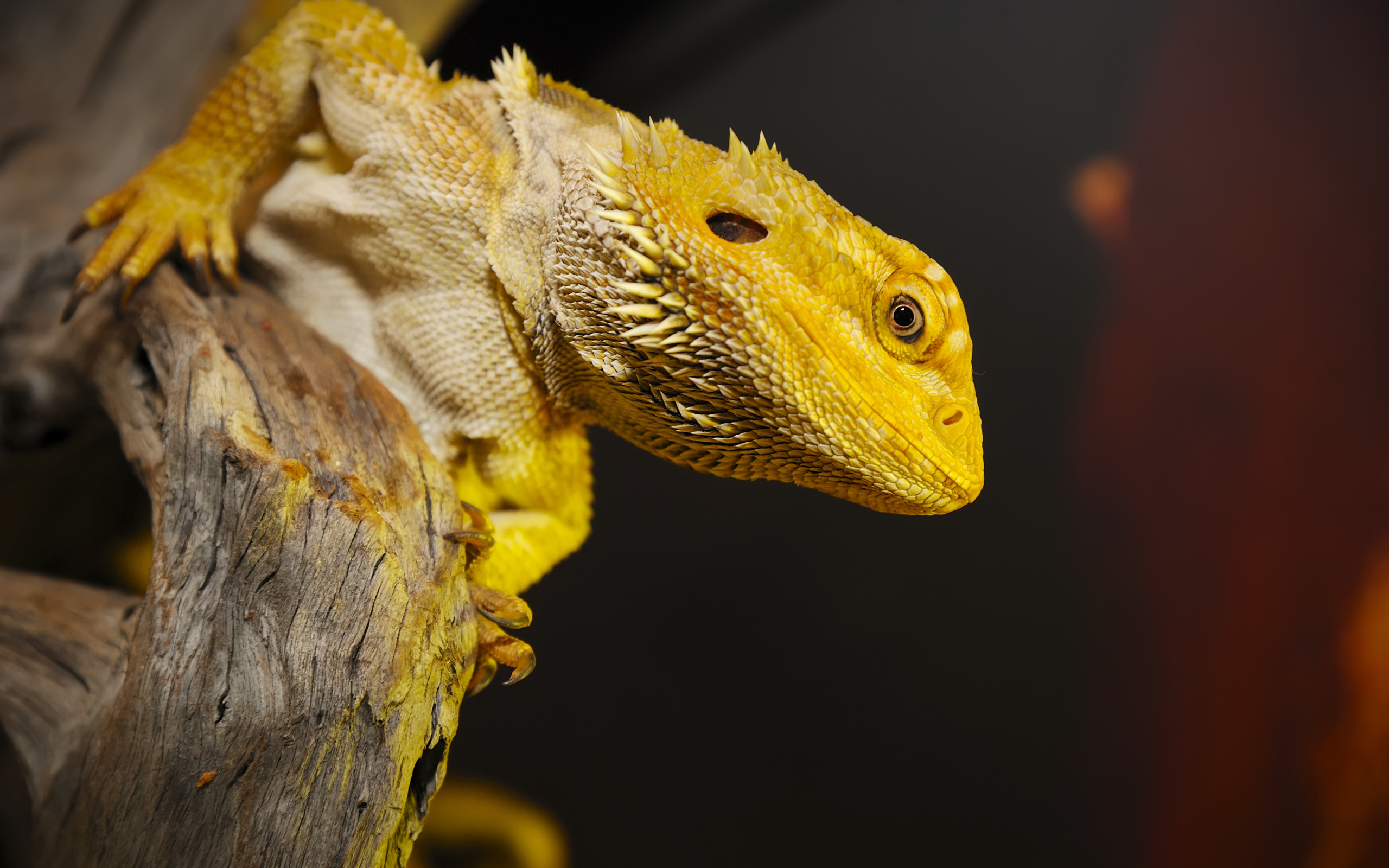 Желтая игуана сидит на сухом дереве