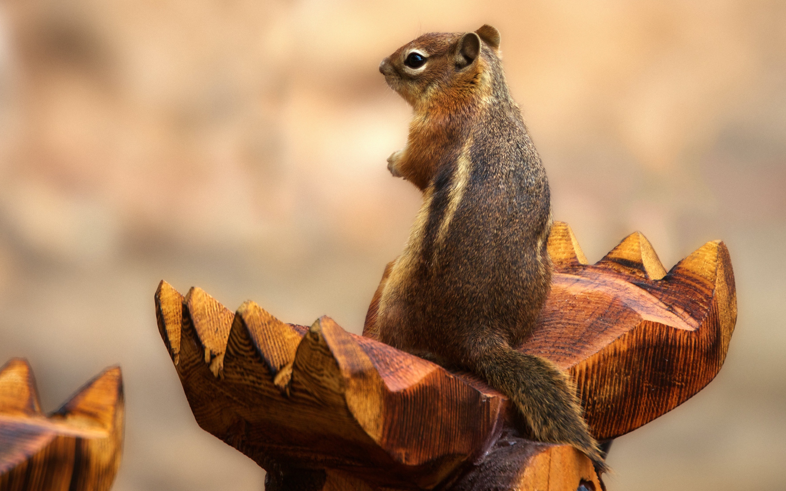 Бурундук сидит на деревянной скульптуре 
