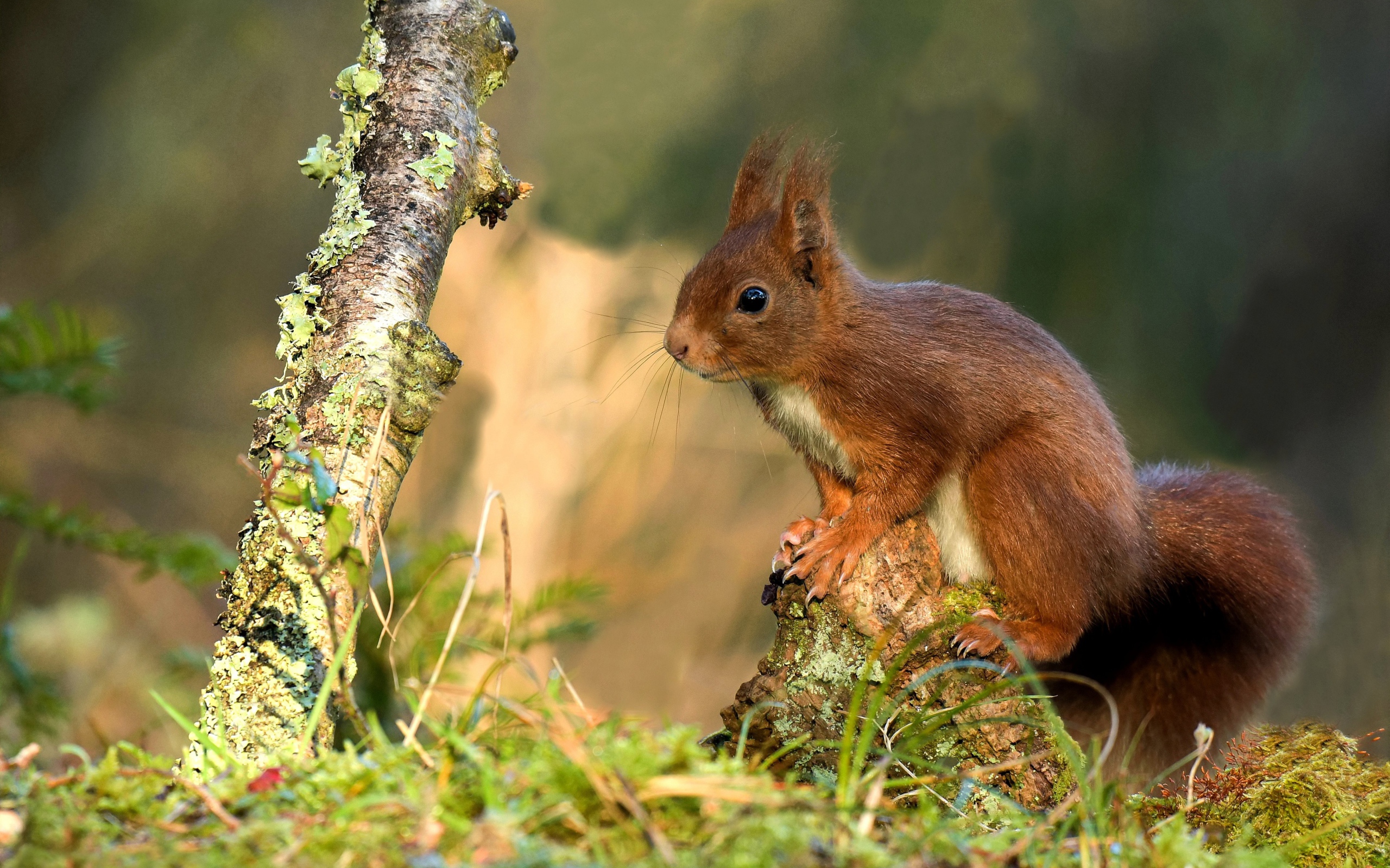 Милая рыжая белка сидит на покрытой мхом коряге 