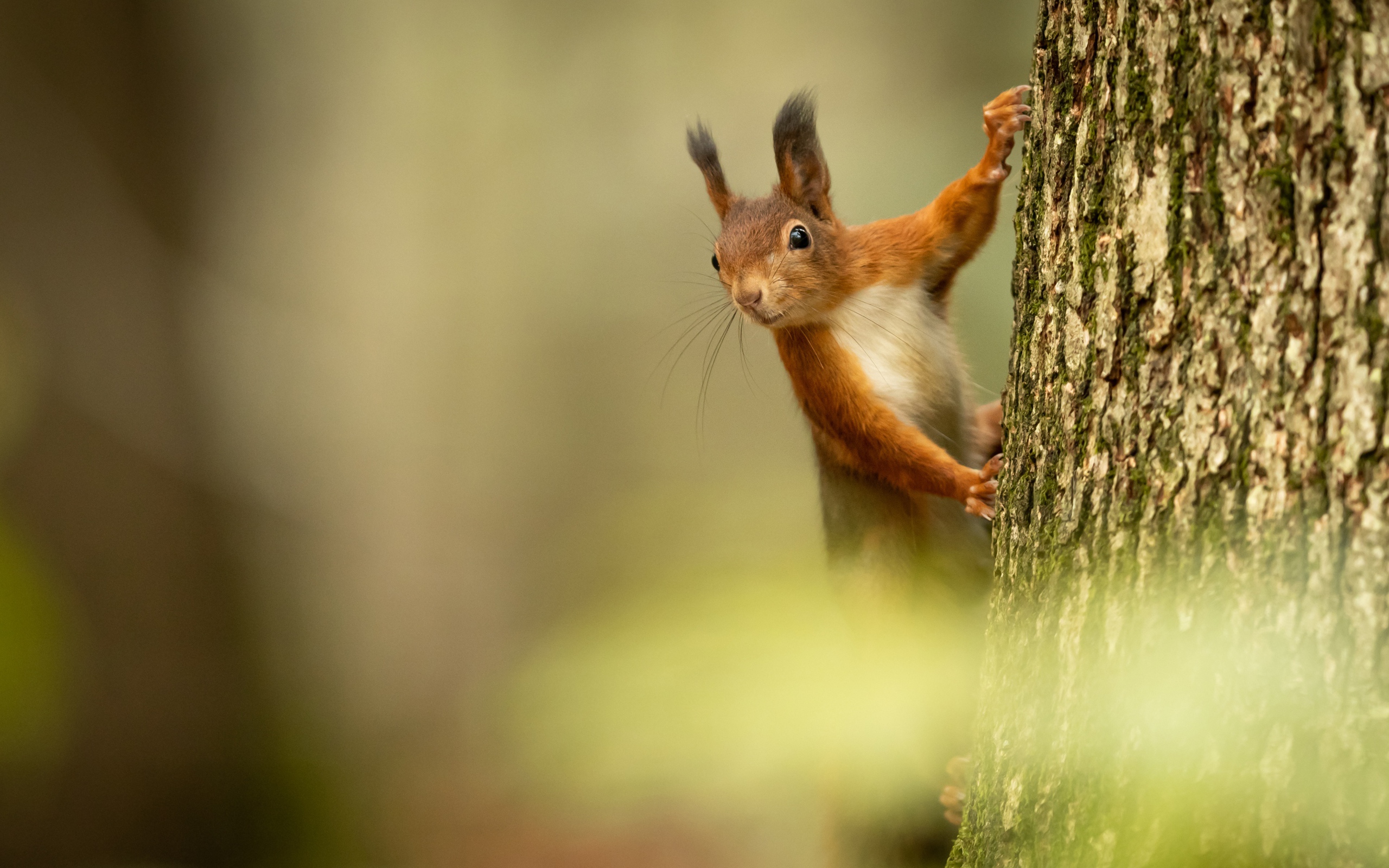 Пушистая милая рыжая белка висит на дереве