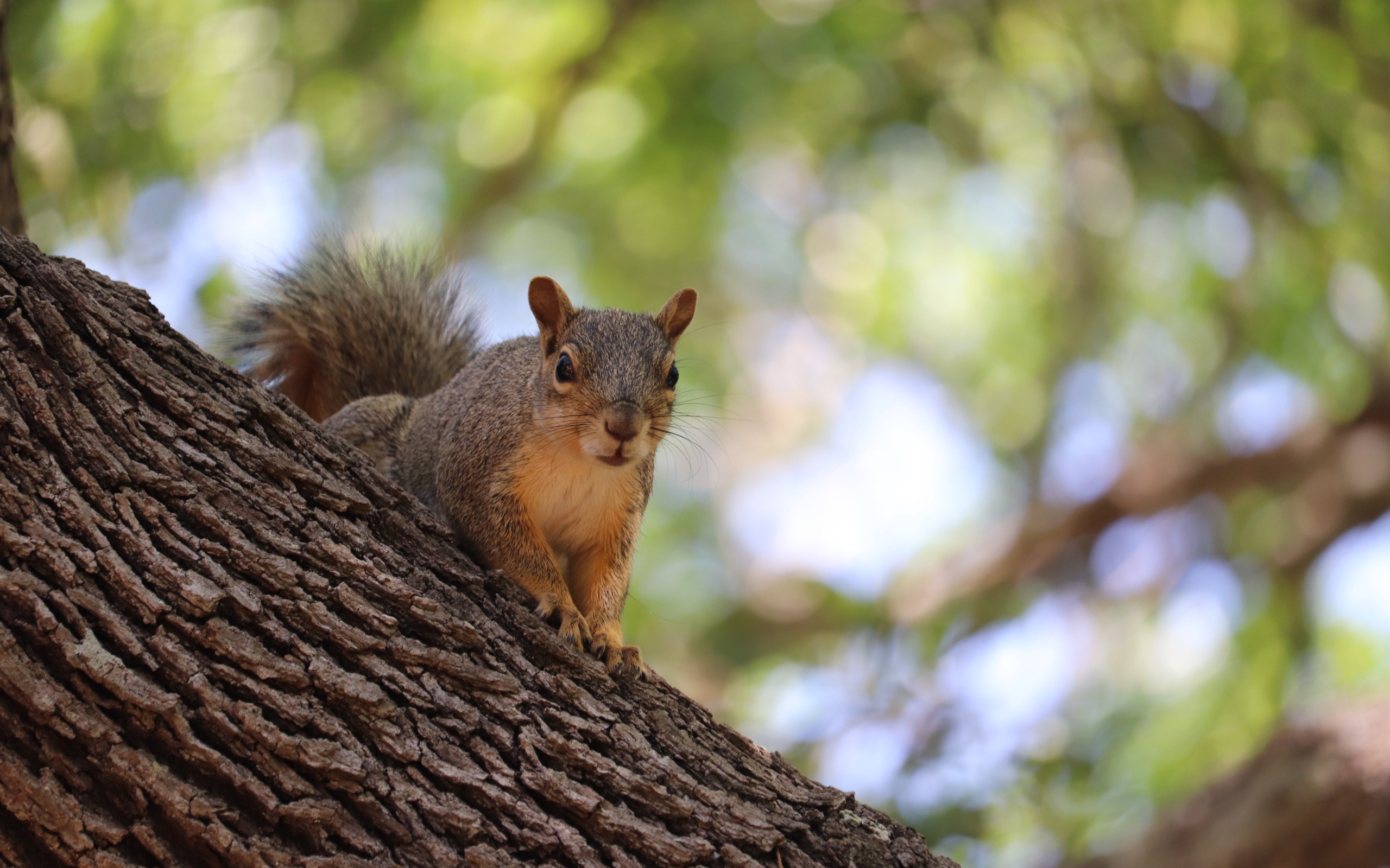 Забавная быстрая рыжая белка сидит на дереве