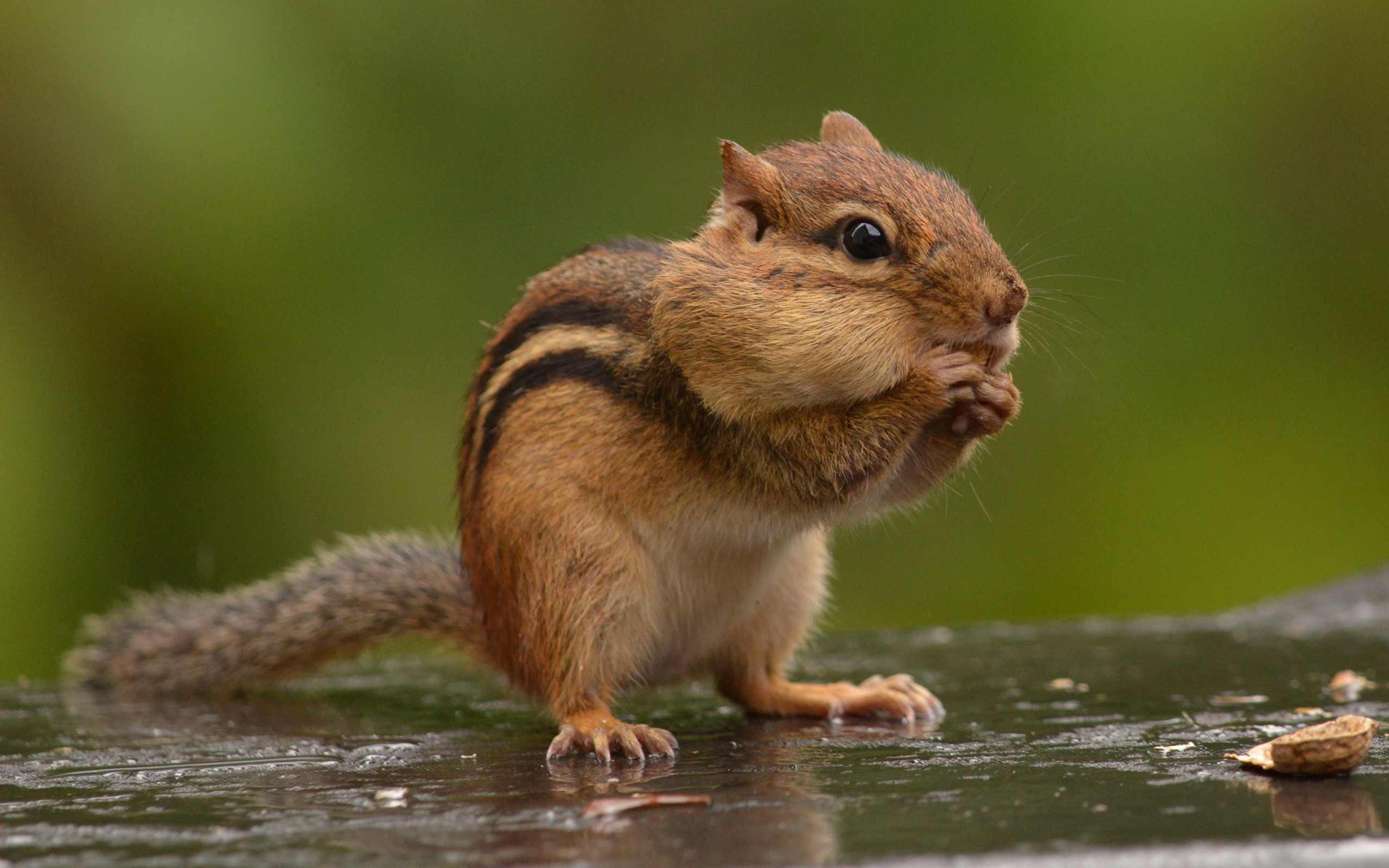 Маленький бурундук грызет орех
