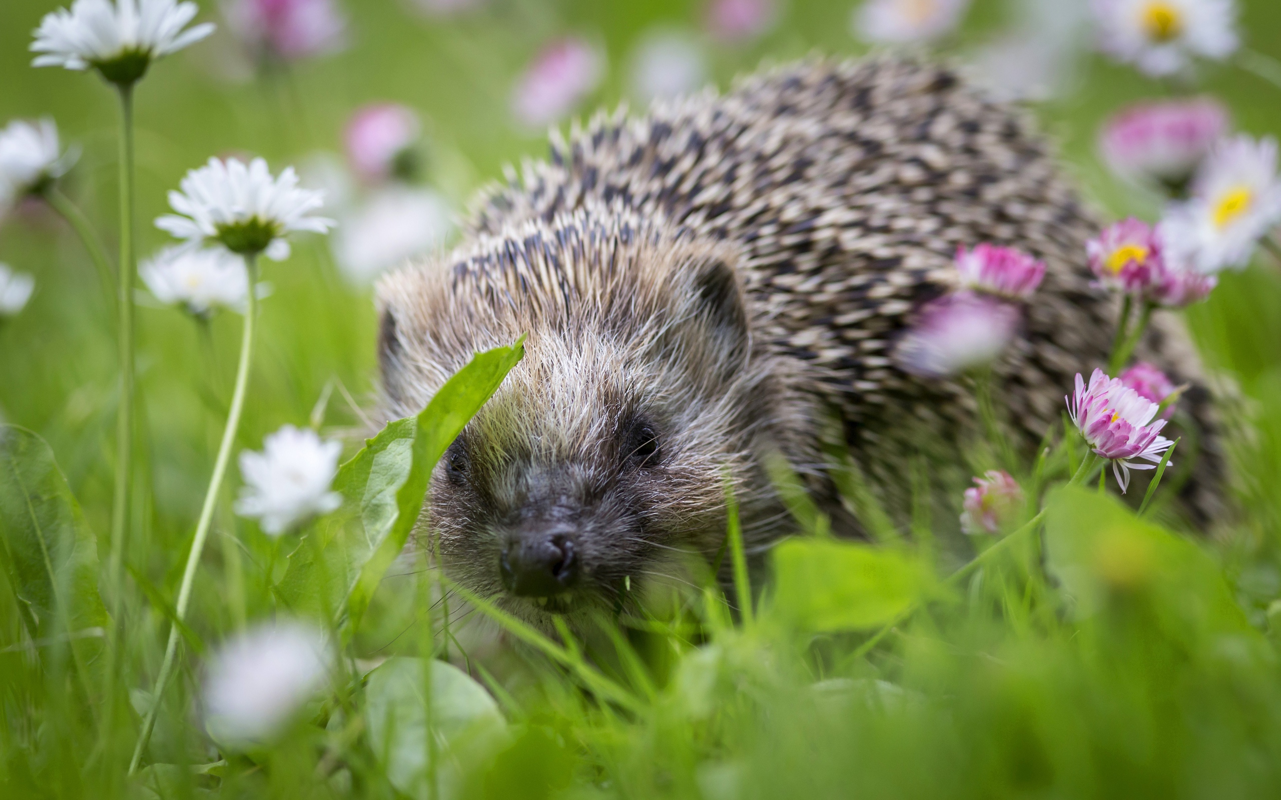 Little hedgehog in green grass with white and pink daisies