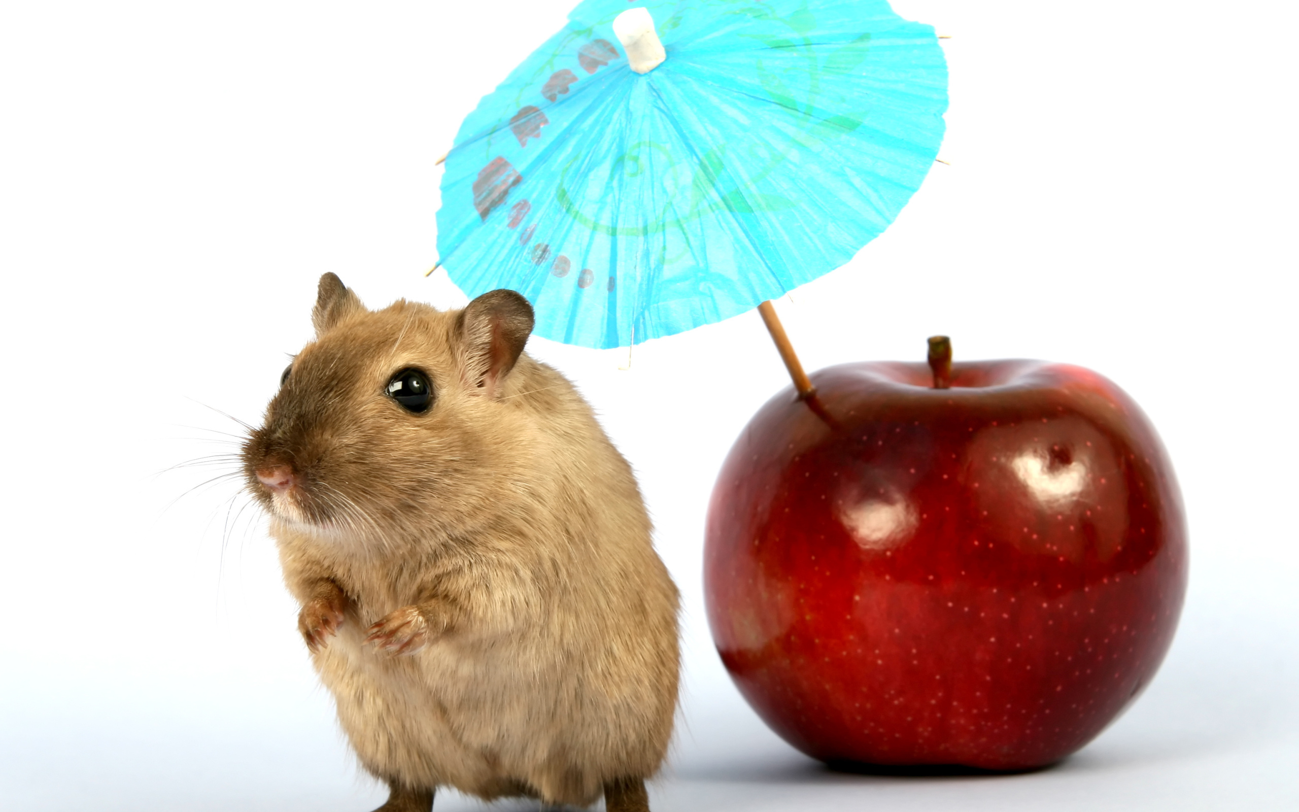 Мышонок с яблоком и зонтиком на белом фоне